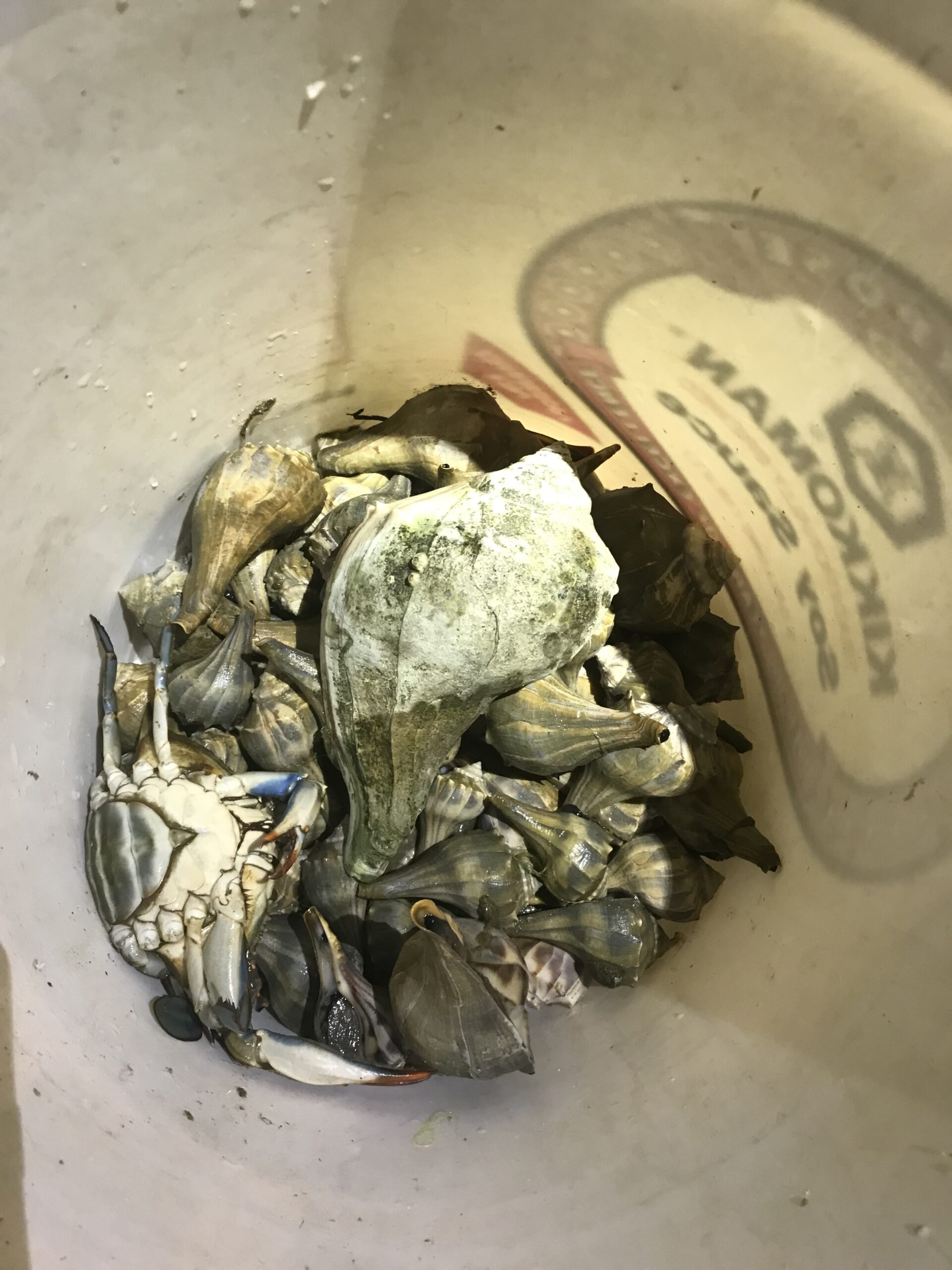 East Hampton Marine Patrol officers caught out-of-town poachers illegally harvesting undersized conch and crabs in Napeague Harbor over the weekend, the latest in a rash of illicit poaching of crabs and shellfish the town has seen in recent years.