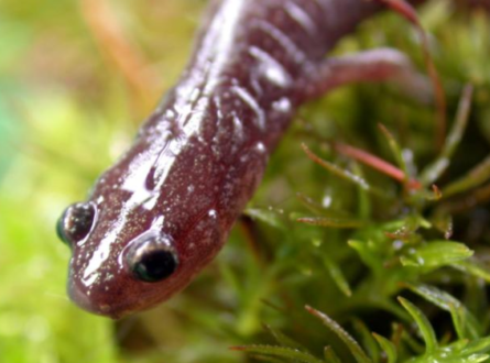Searching for Lead-Backed Salamanders