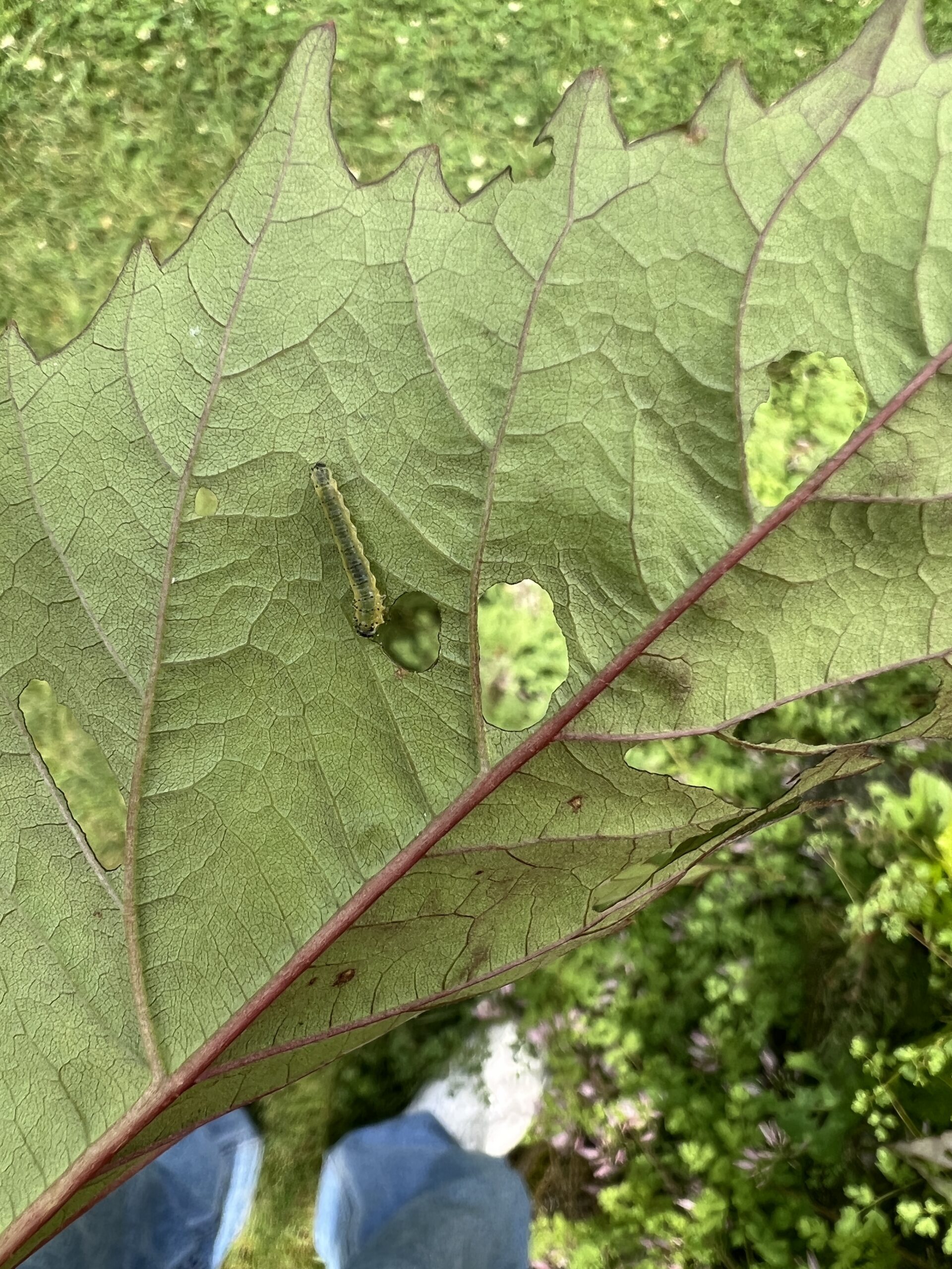 The larvae or caterpillar of the Hibiscus sawfly begins chewing the foliage on the underside.  As the caterpillar gets older it will feed on both the top and bottom of the leaves. ANDREW MESSINGER