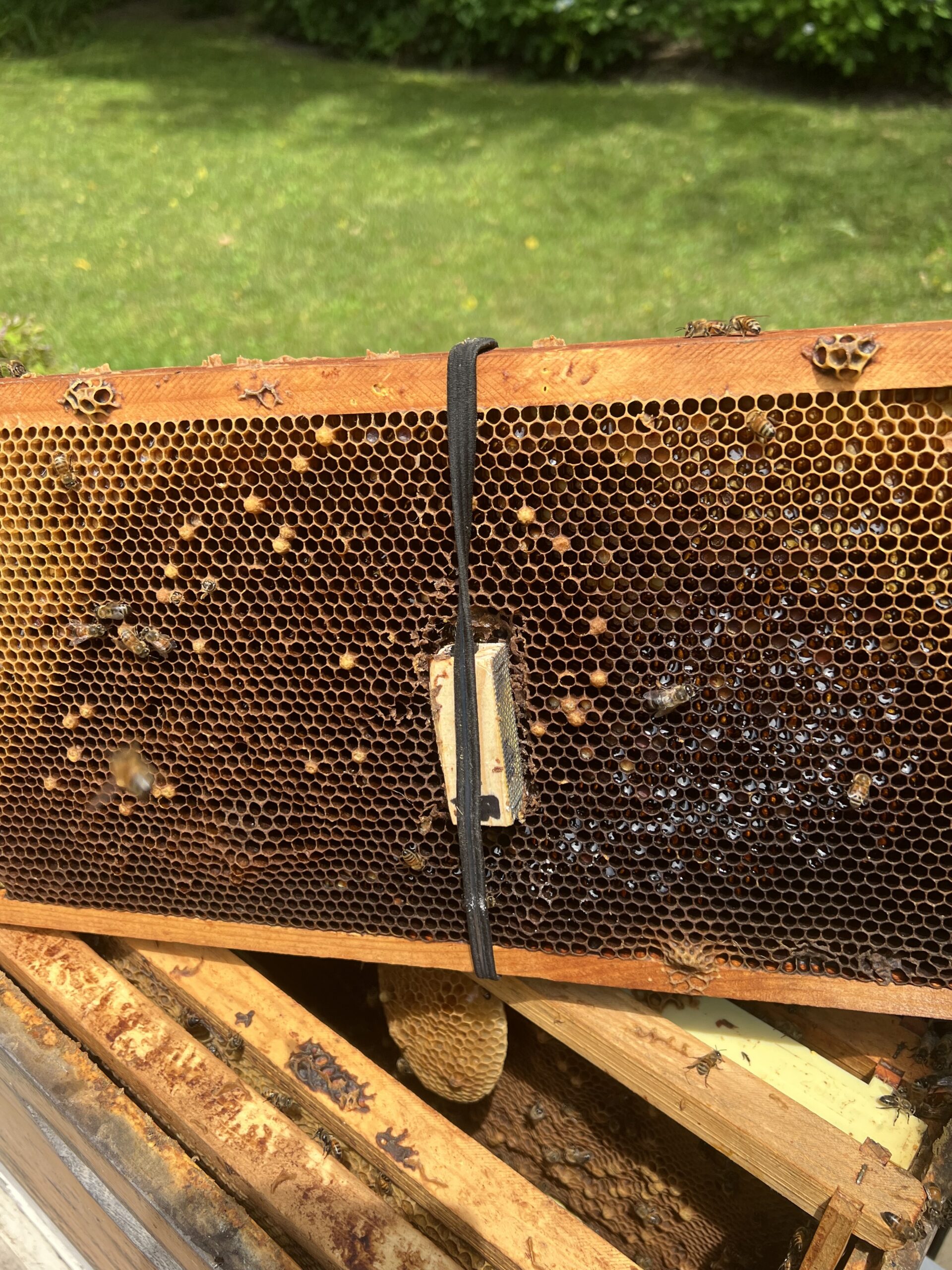 The new queen positioned for introduction to the hive. 
