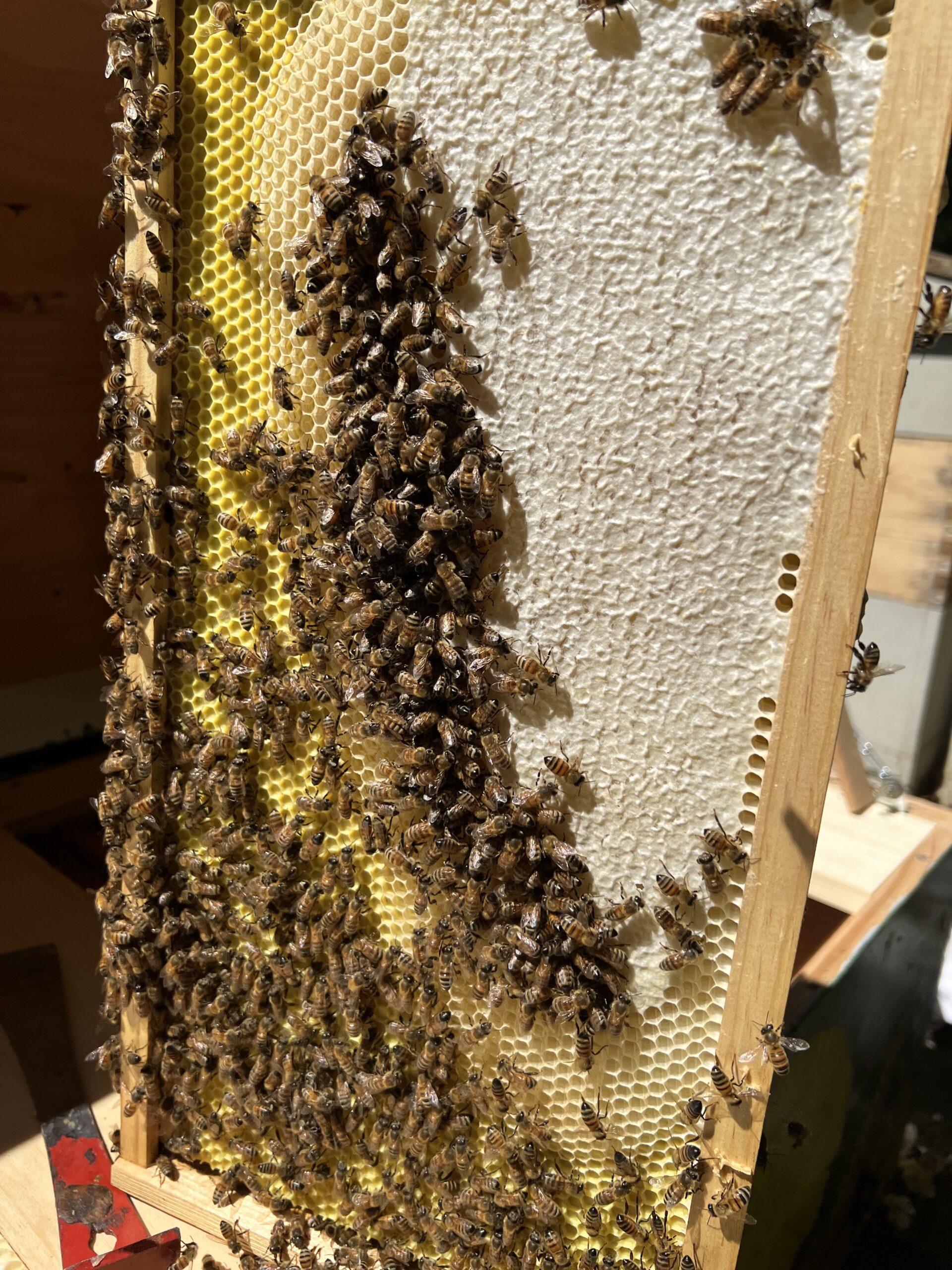 A frame from our one remaining hive, filling up with honey, but no brood in sight. LISA DAFFY