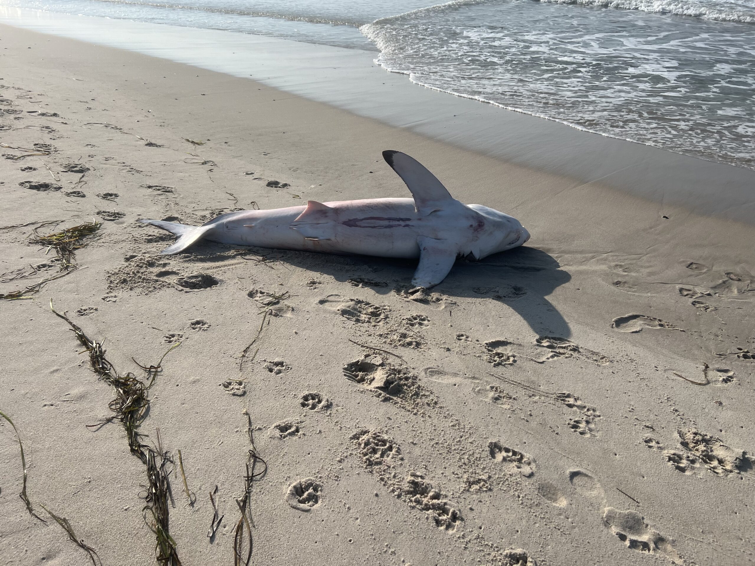 A great white sharks discovered on the Dune Road between Hampton Bays and East Quogue on Thursday, July 21.  KATRINA WINDSOR