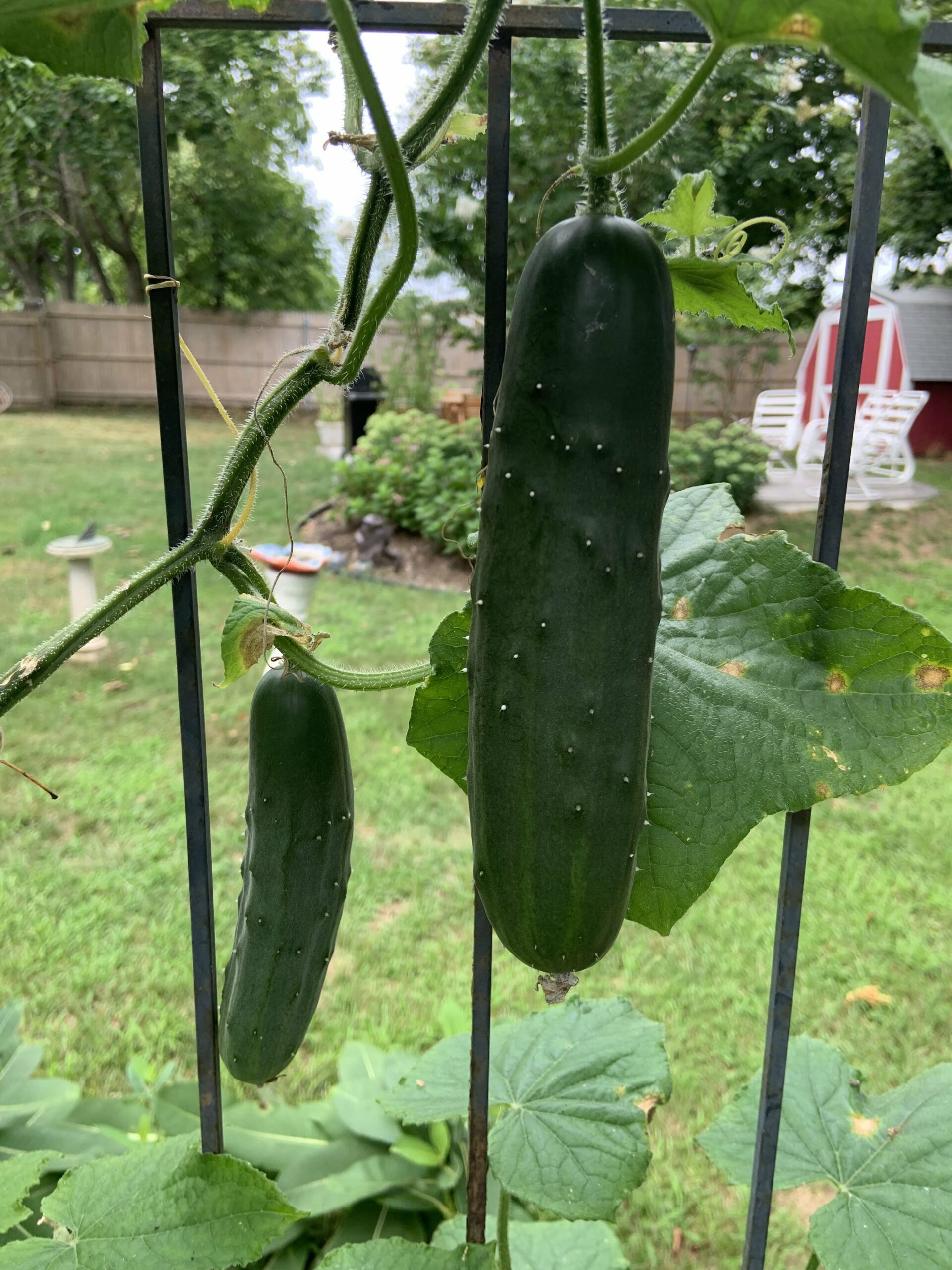 Plant cucumbers by early August for a fall crop. BRENDAN J. O'REILLY