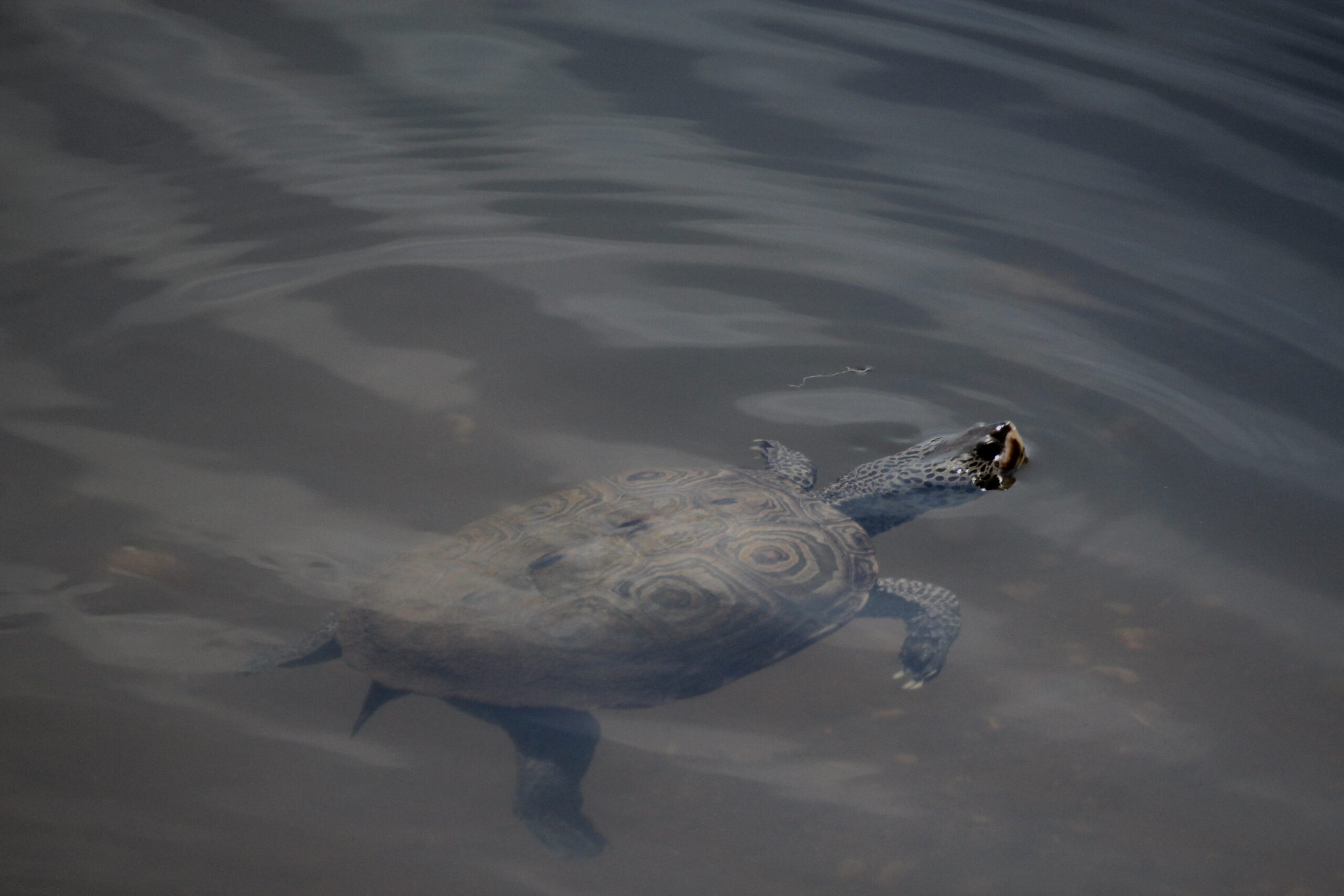 One of the most common turtles to Long Island is the diamondback terrapin.    TERRY SULLIVAN