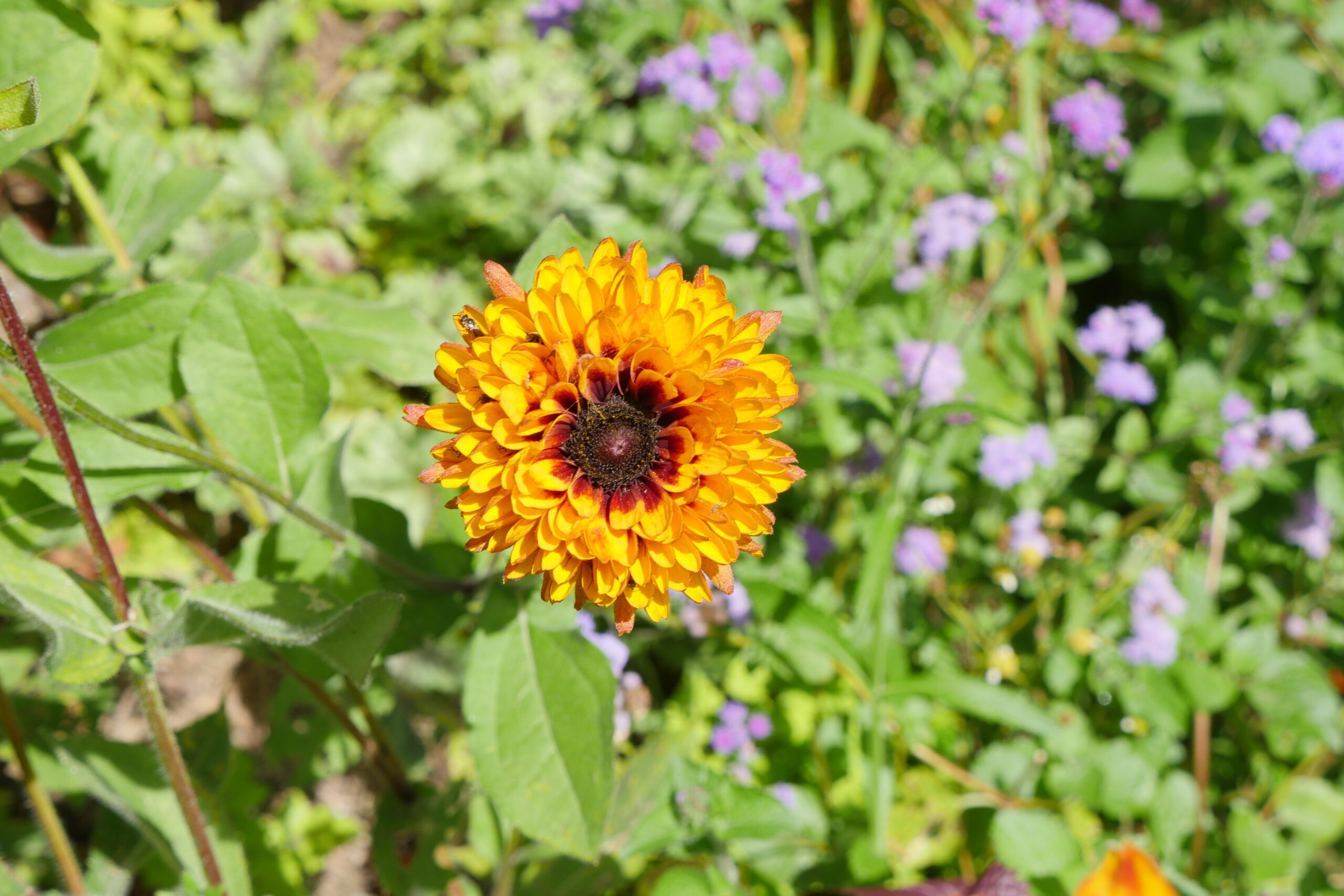 This Rudbeckia is similar to the variety Goldilocks. The flower has the traditional central brown disk where the actually flowers are and instead of the usual single row of 