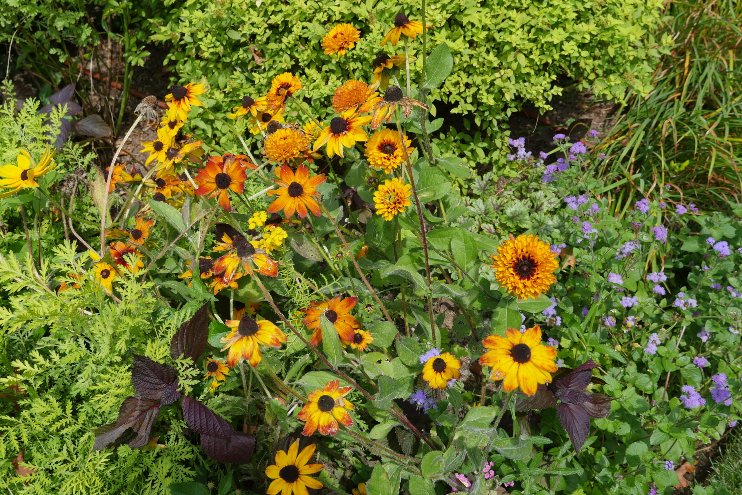 Rudbeckias grown from a seed mix resulted in various flower styles, some looking like multi-colored zinnias. The singles are more likely to return the following year either from dropped seed or plants. The doubles and triples are not as reliable repeaters. ANDREW MESSINGER