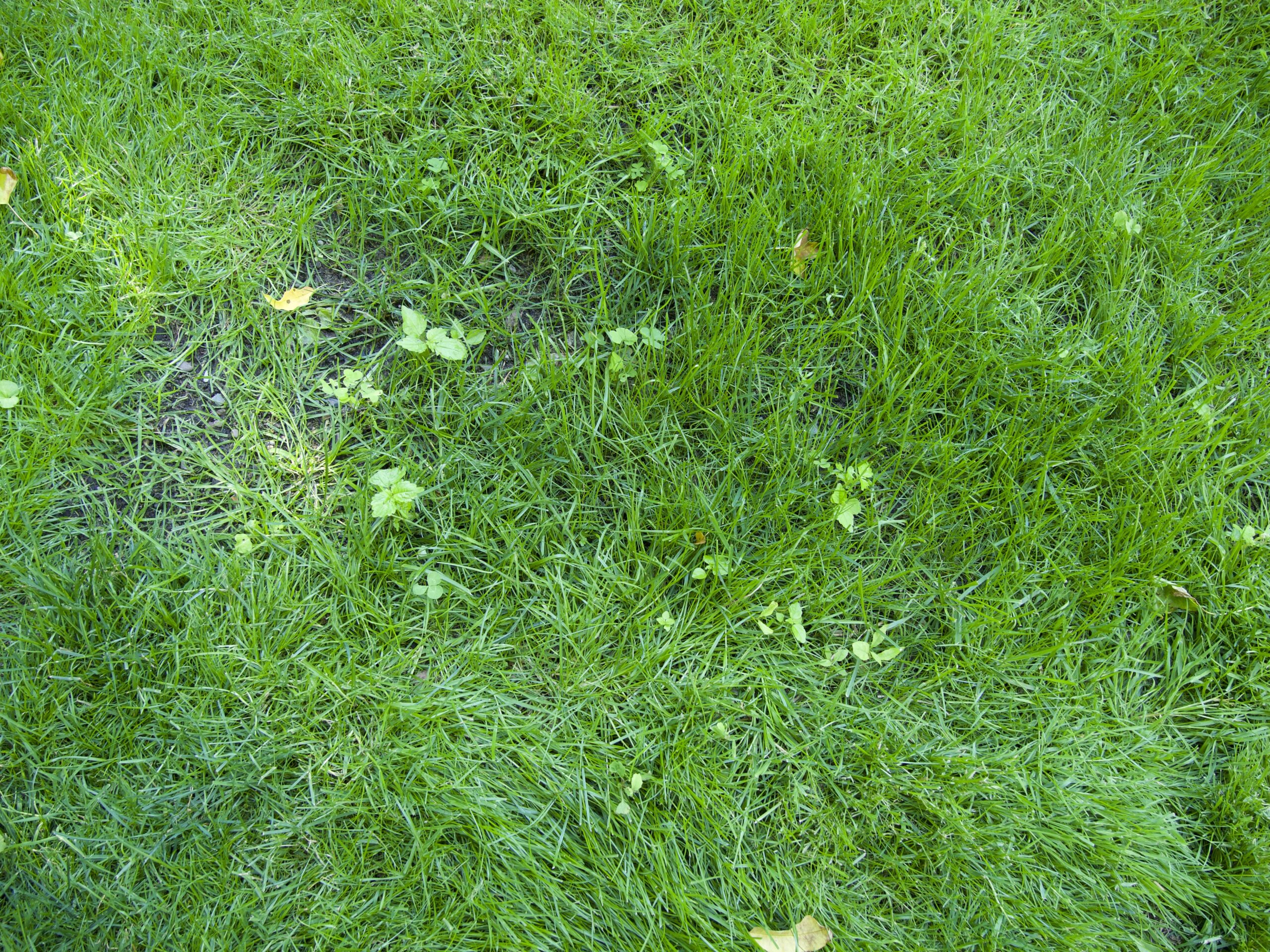 About six weeks after the initial spring seeding of this filled-in lawn depression.  The weeds emerging would not have germinated if a fall seeding was done.  ANDREW MESSINGER