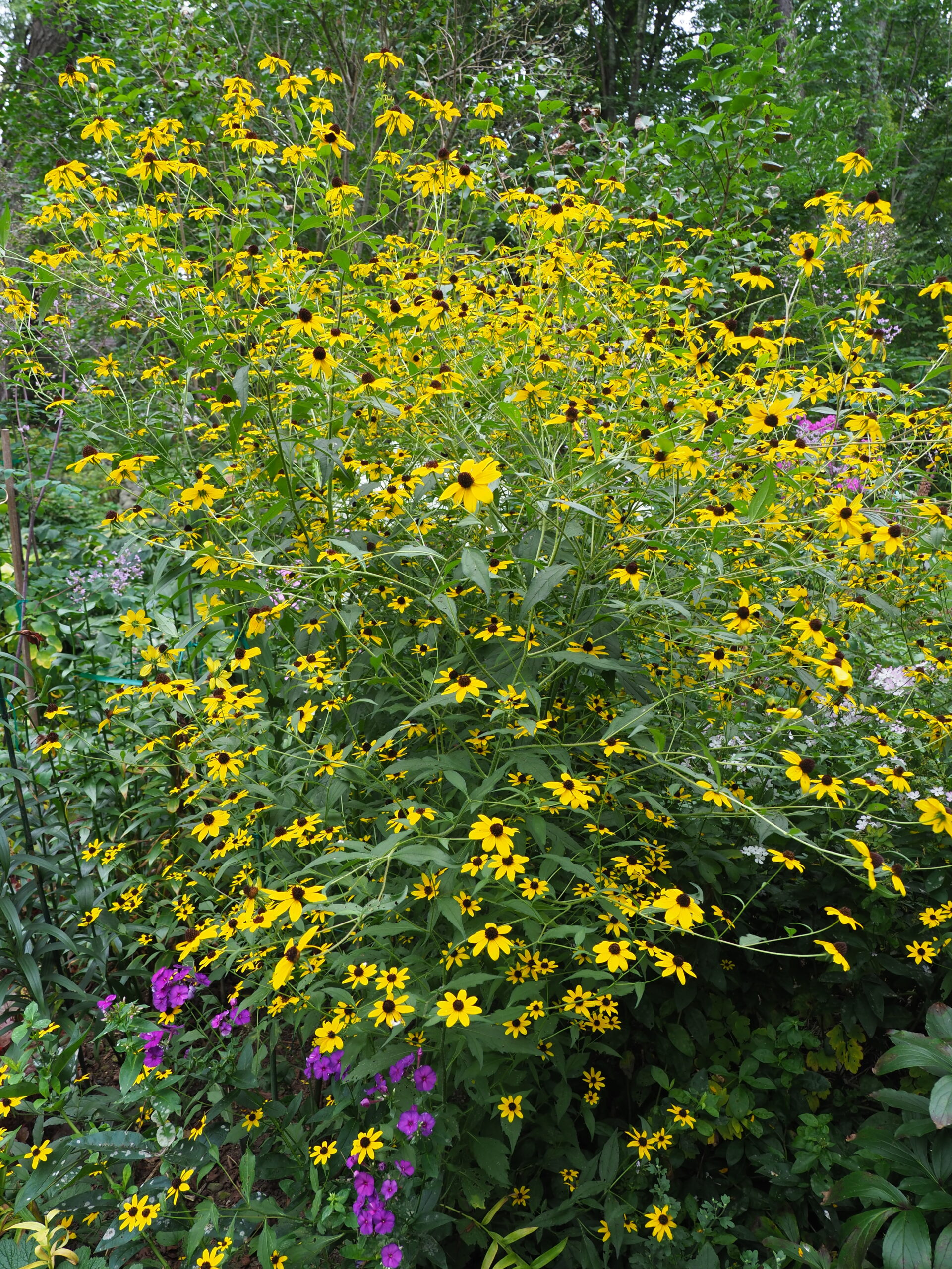 Some literature says that Rudbeckia triloba grows 4 to 5 feet tall. Here it’s about 8 to 9 feet tall in September. As the seeds in the brown buttons ripen, the goldfinches will descend on the plants to feast. Due to the birds' yellow colors it’s often difficult to notice them until they fly off. ANDREW MESSINGER