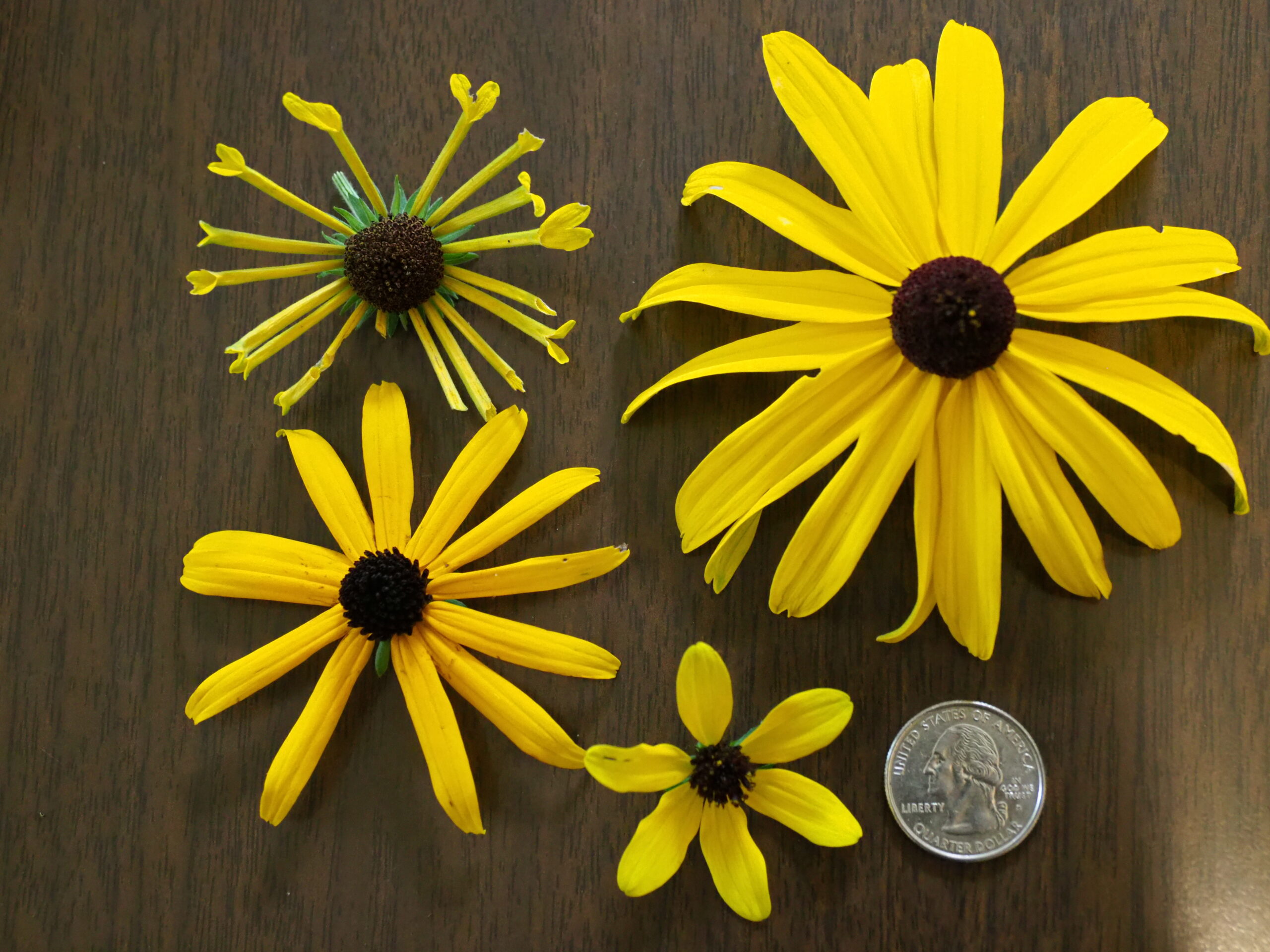 Four types or species of Rudbeckia, but all share the same basic form and the central brown- or black-eyed Susan center button. Top left is R. Henry Eilers, which has tubular rays with a 