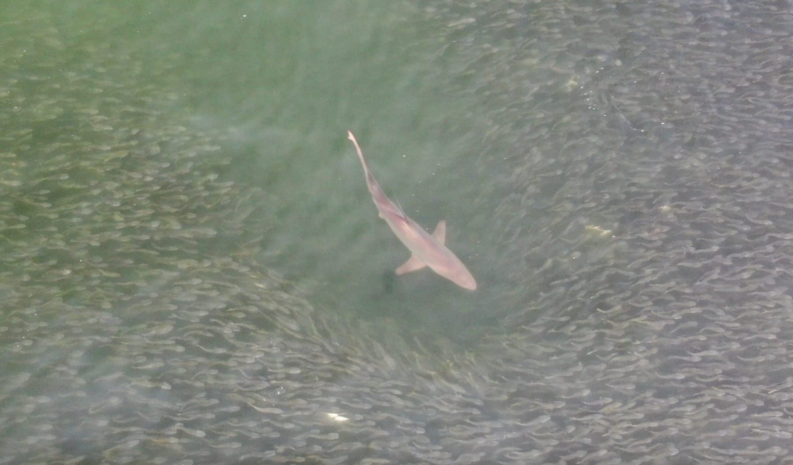 Sharks feeding on baitfish off Bridgehampton in 2021.