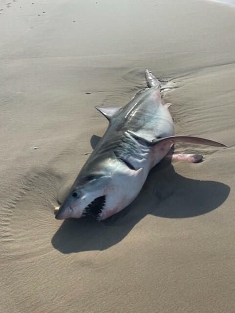 A juvenile great white shark washed ashore in Quogue on Wednesday. COURTESY QUOGUE VILLAGE POLICE