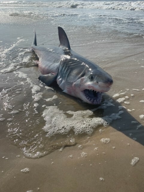 A great white shark washed ashore in Quogue.  COURTESY QUOGUE VILLAGE POLICE