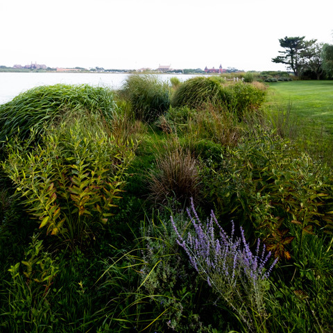 A waterfront buffer of native plants and vegetation is a vital part of the approach to keeping water bodies free of harmful pollutants from runoff.