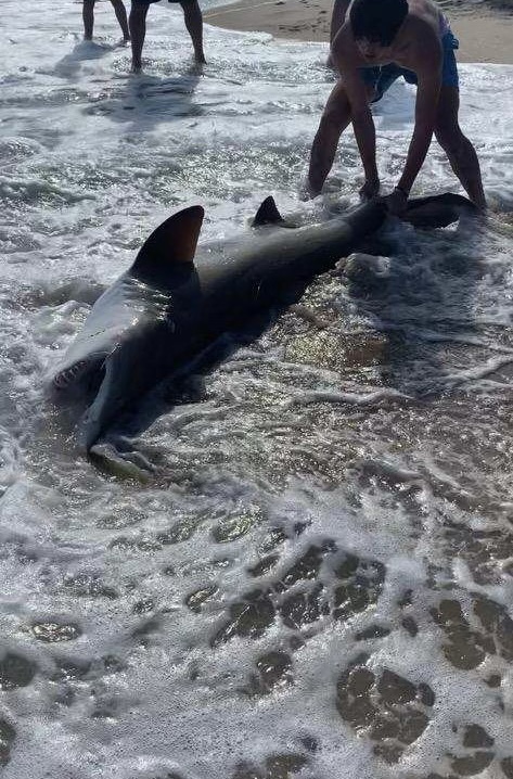 One of the sharks caught off the beach near Indian wells on Wednesday.