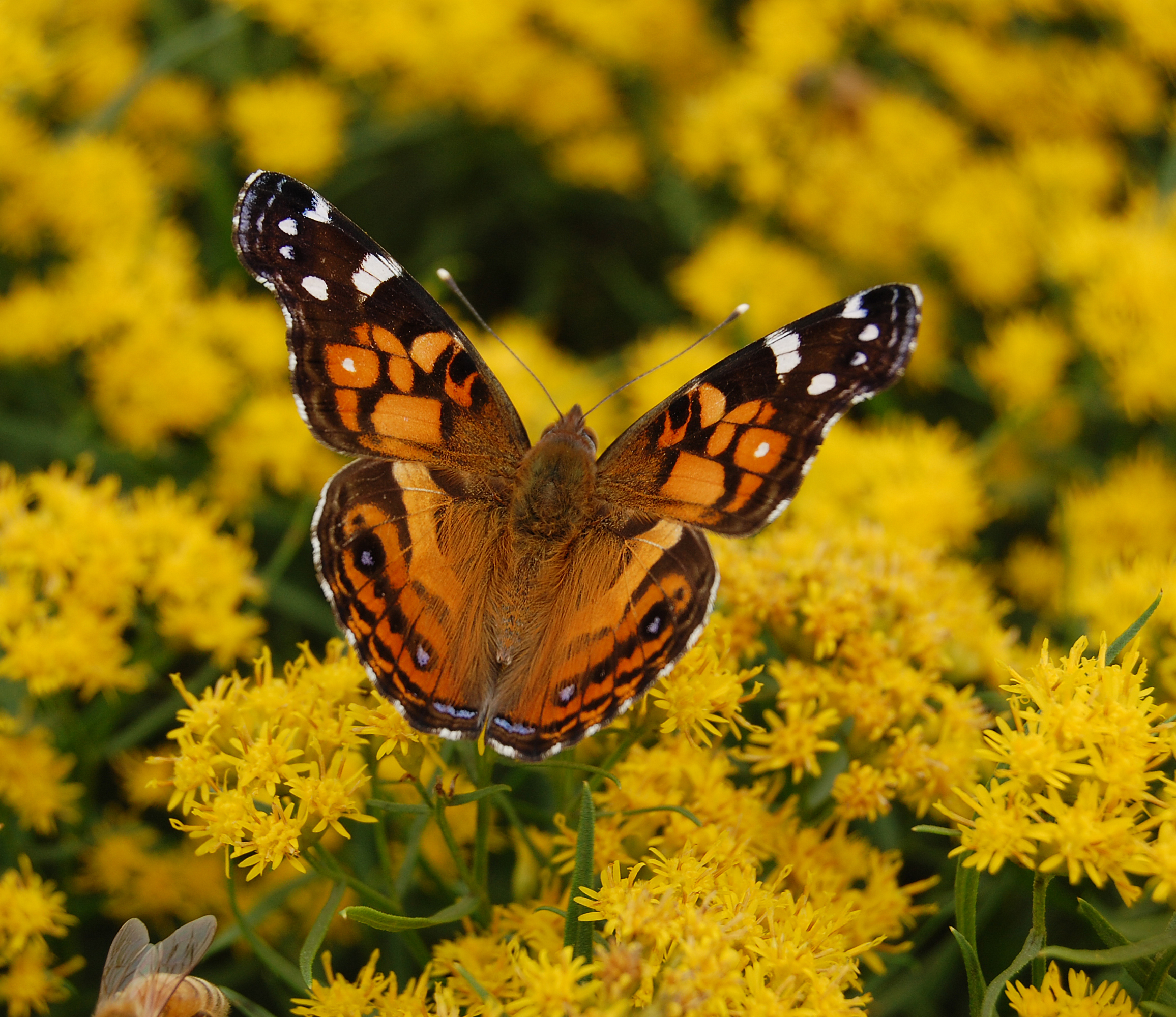 An American lady on goldenrod.    JEAN HELD
