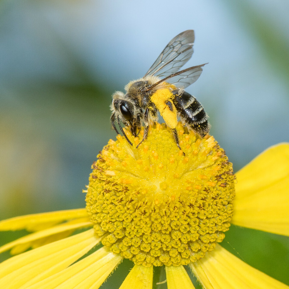 North America is home to 4,000 species of bees. HEATHER HOLM