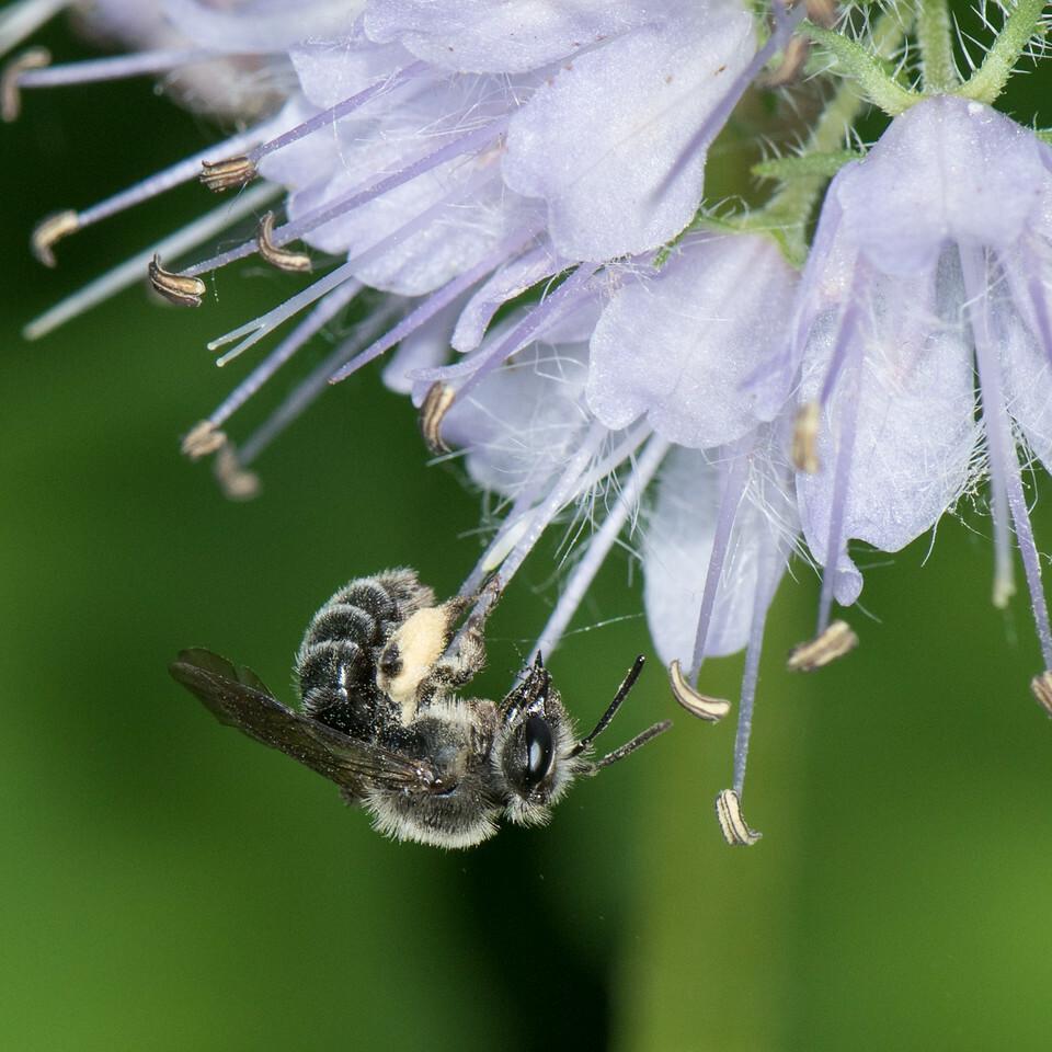 North America is home to 4,000 species of bees. 