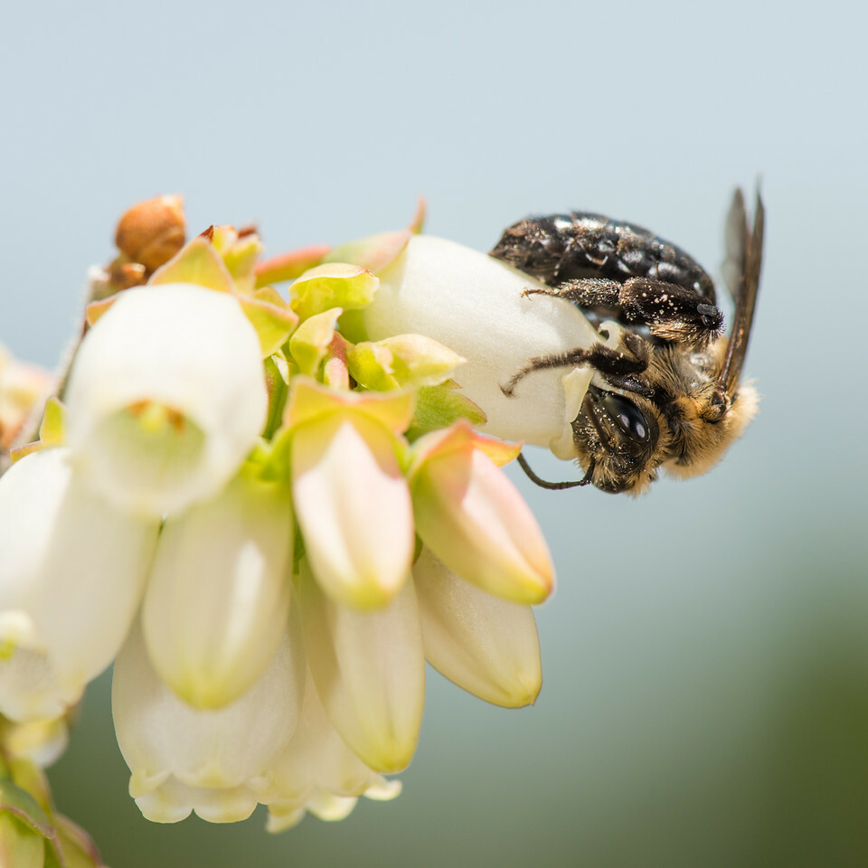 North America is home to 4,000 species of bees. HEATHER HOLM