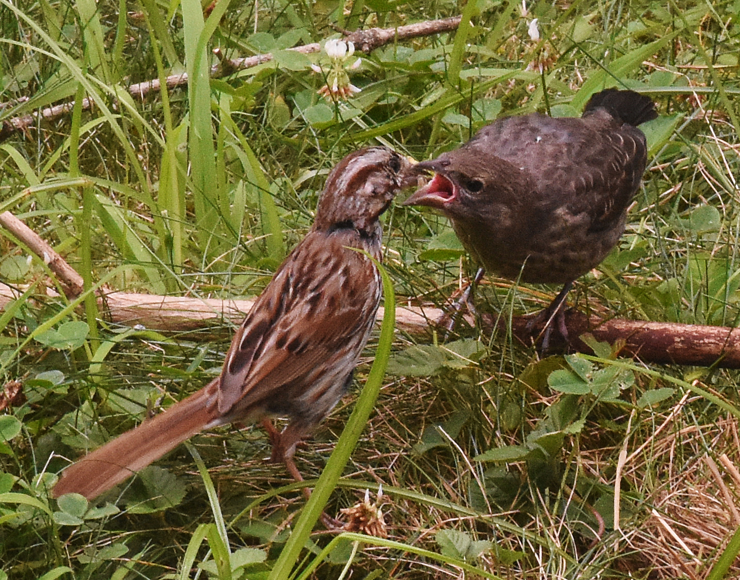A cowbird baby with song sparrow.   JEAN HELD