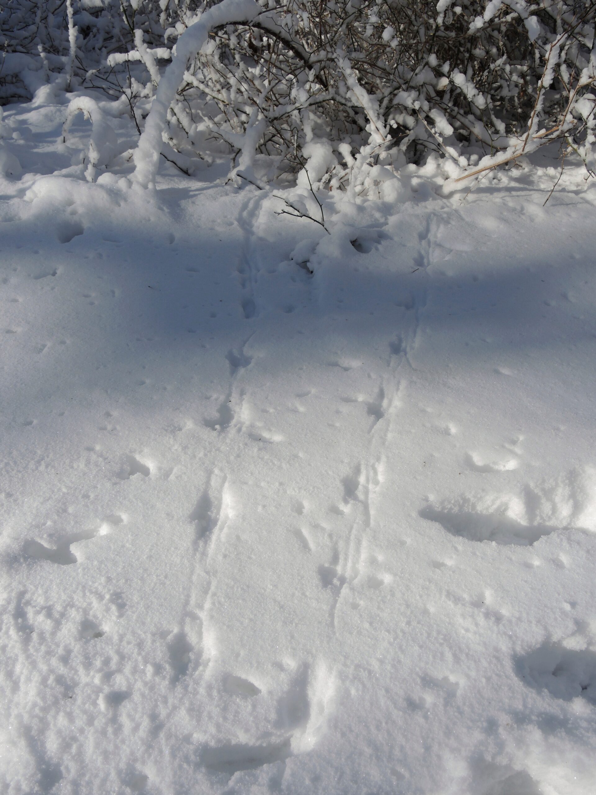 Deer tracks in snowpack.
