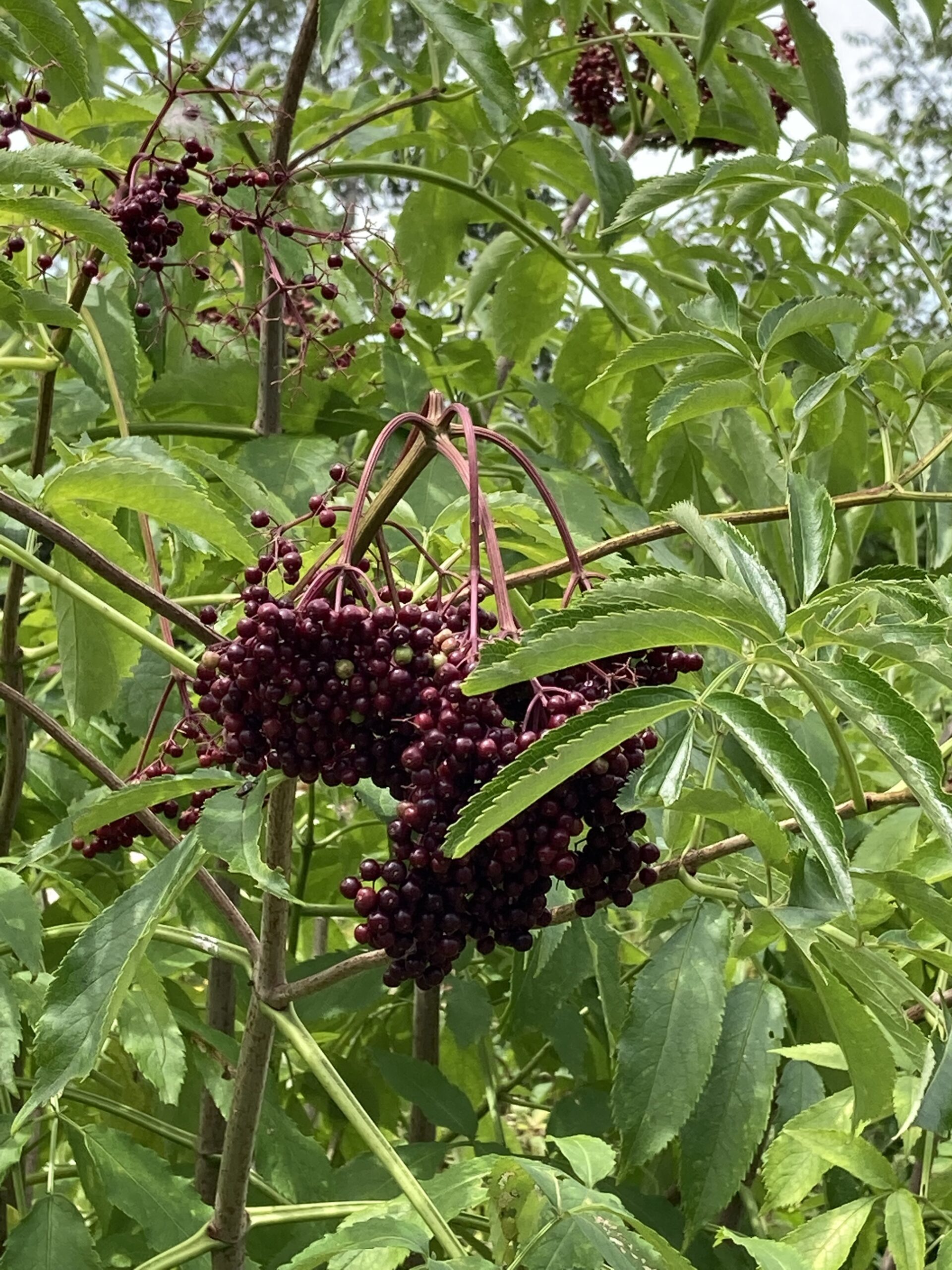 At Home With Sarah Hunnewell And James Ewing 27 East