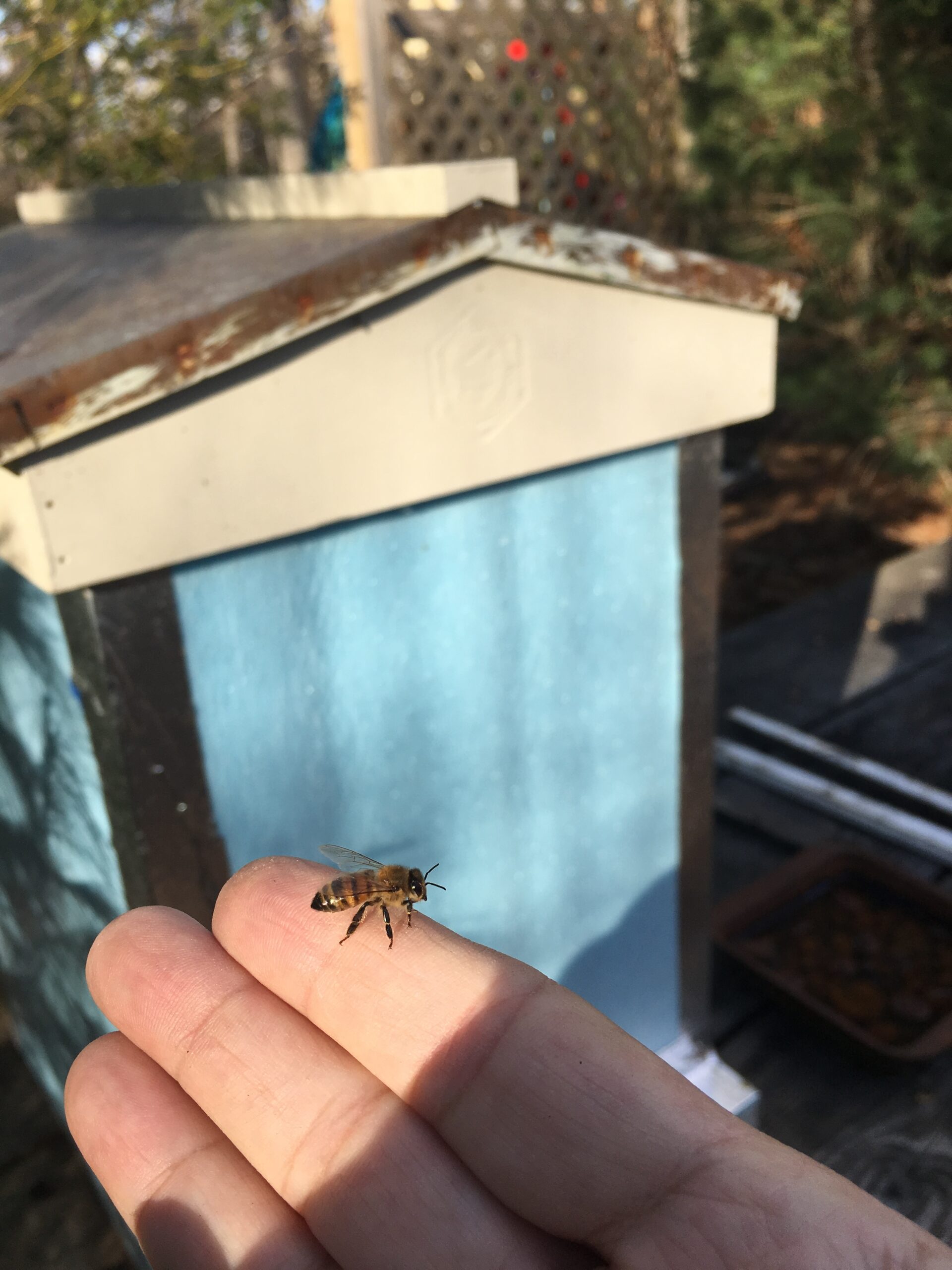 A honeybee lands on a digit.  LISA DAFFY