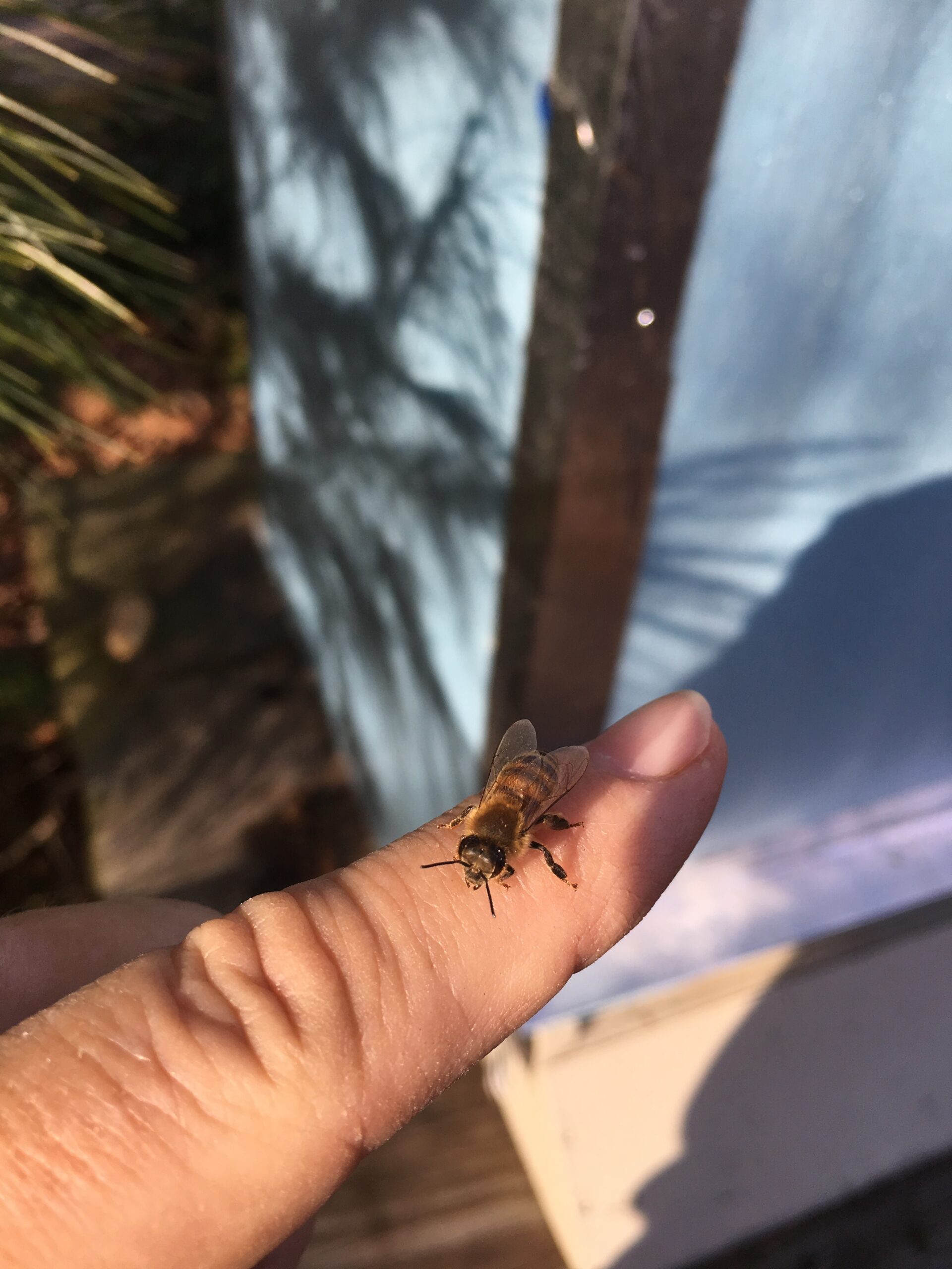 A honeybee lands on a digit.  LISA DAFFY