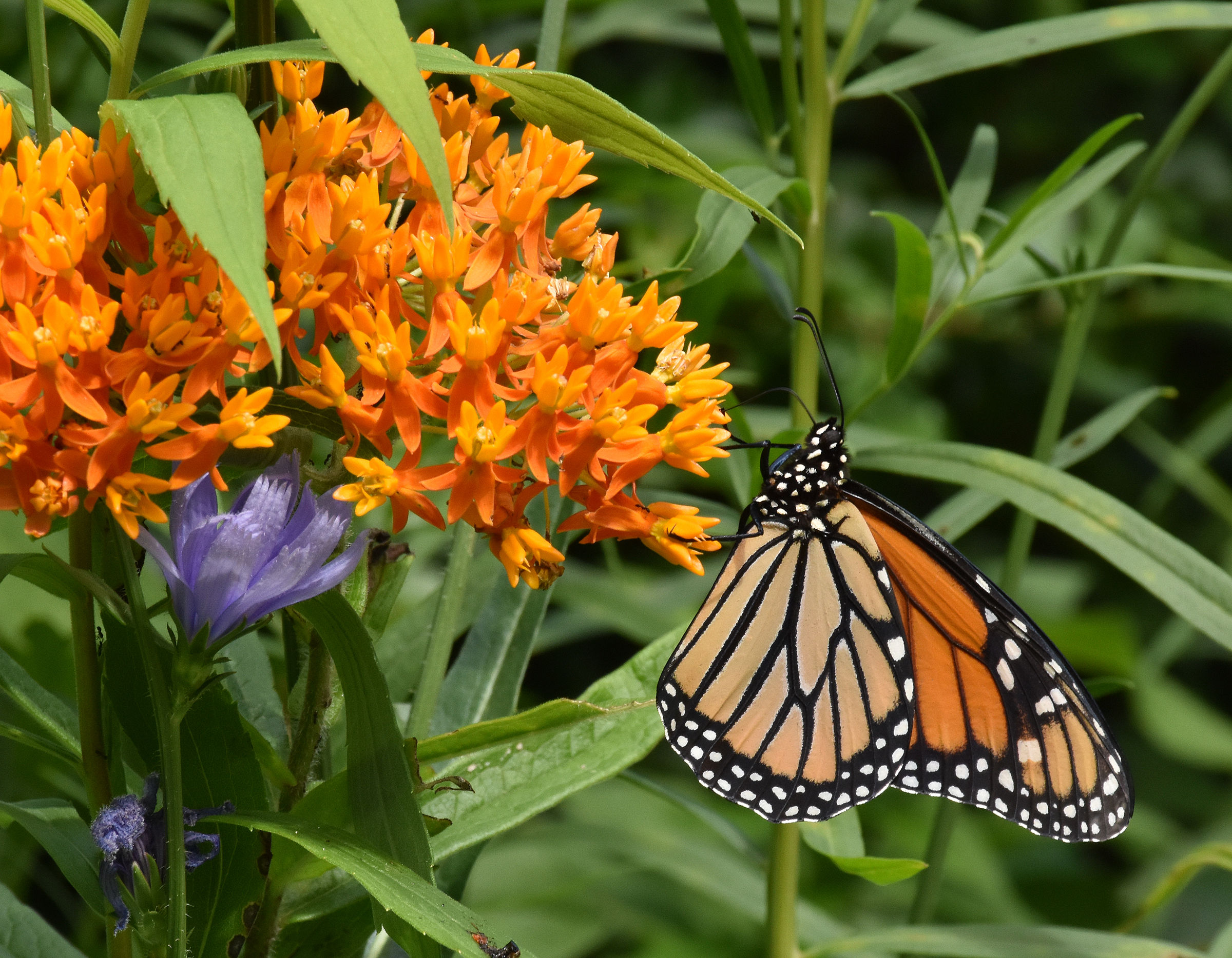 A monarch butterfly nectoring on butterfly weed.     JEAN HELD