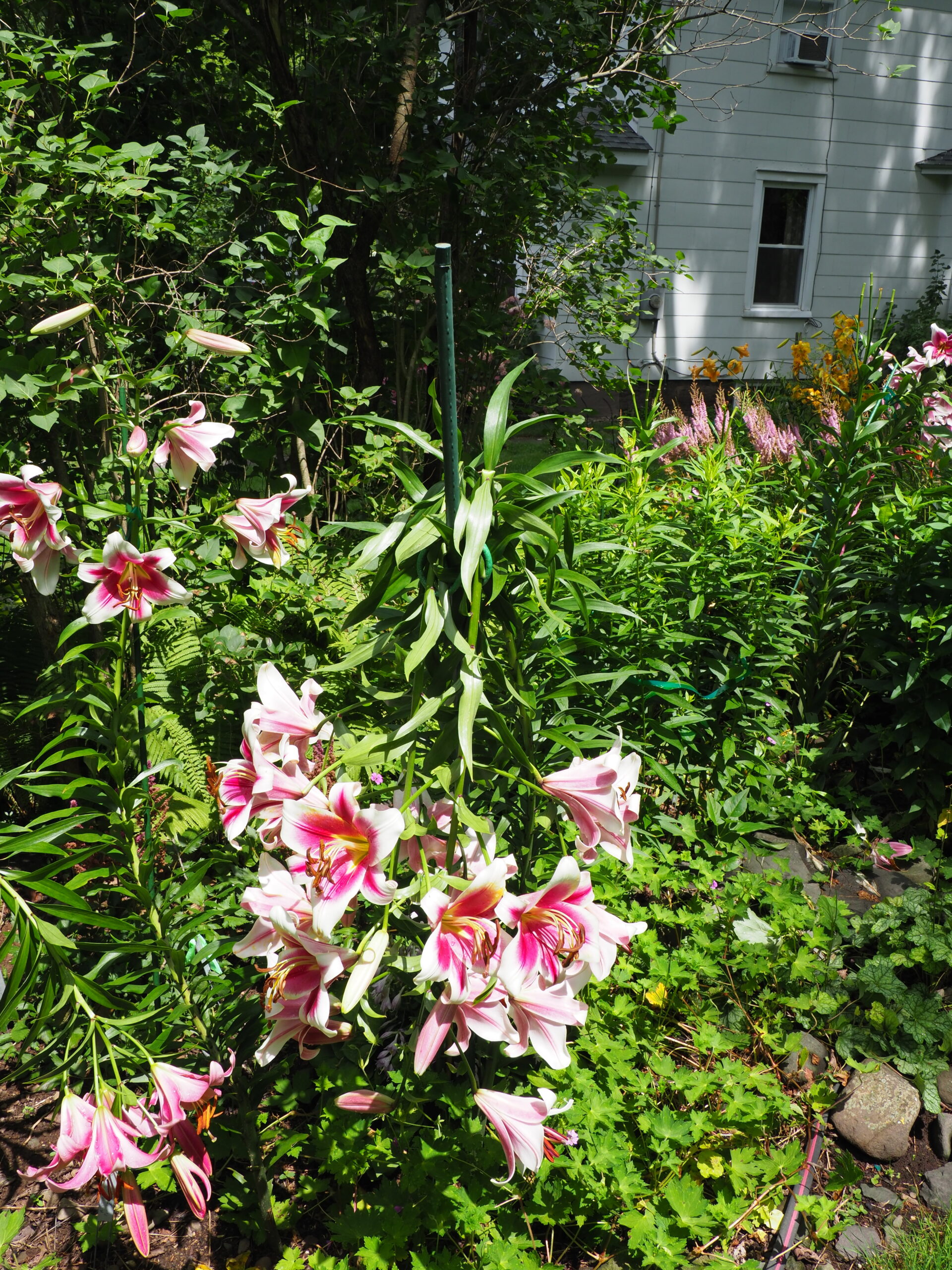 A heavier-duty 6-foot stake used to support this fallen lily was strong enough, but it should have been an 8-foot stake with two ties instead of the single tie visible about 18 inches below the top of the stake. Since the stem only bent and didn’t break, the flowers remained in tact and in bloom. ANDREW MESSINGER