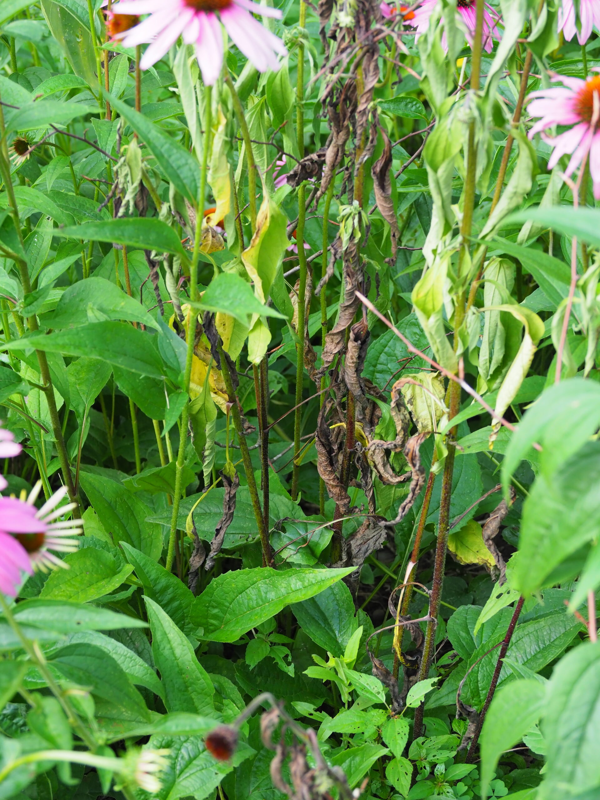 Where the disease was more advanced on a few Echinacea plants the stems were totally browned while surrounding foliage shows the initial sigs of infection.
ANDREW MESSINGER