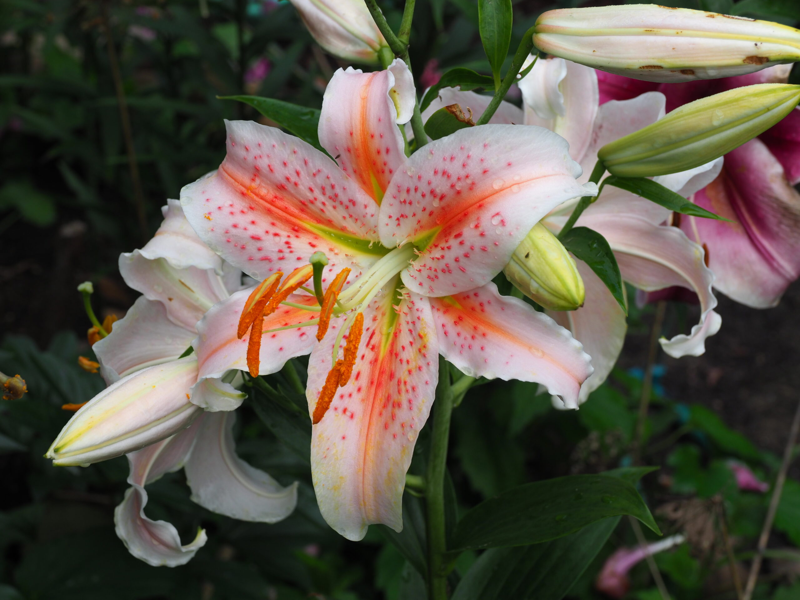 The oriental hybrid lily Salmon Star has wonderful colors and just as wonderful scent. ANDREW MESSINGER