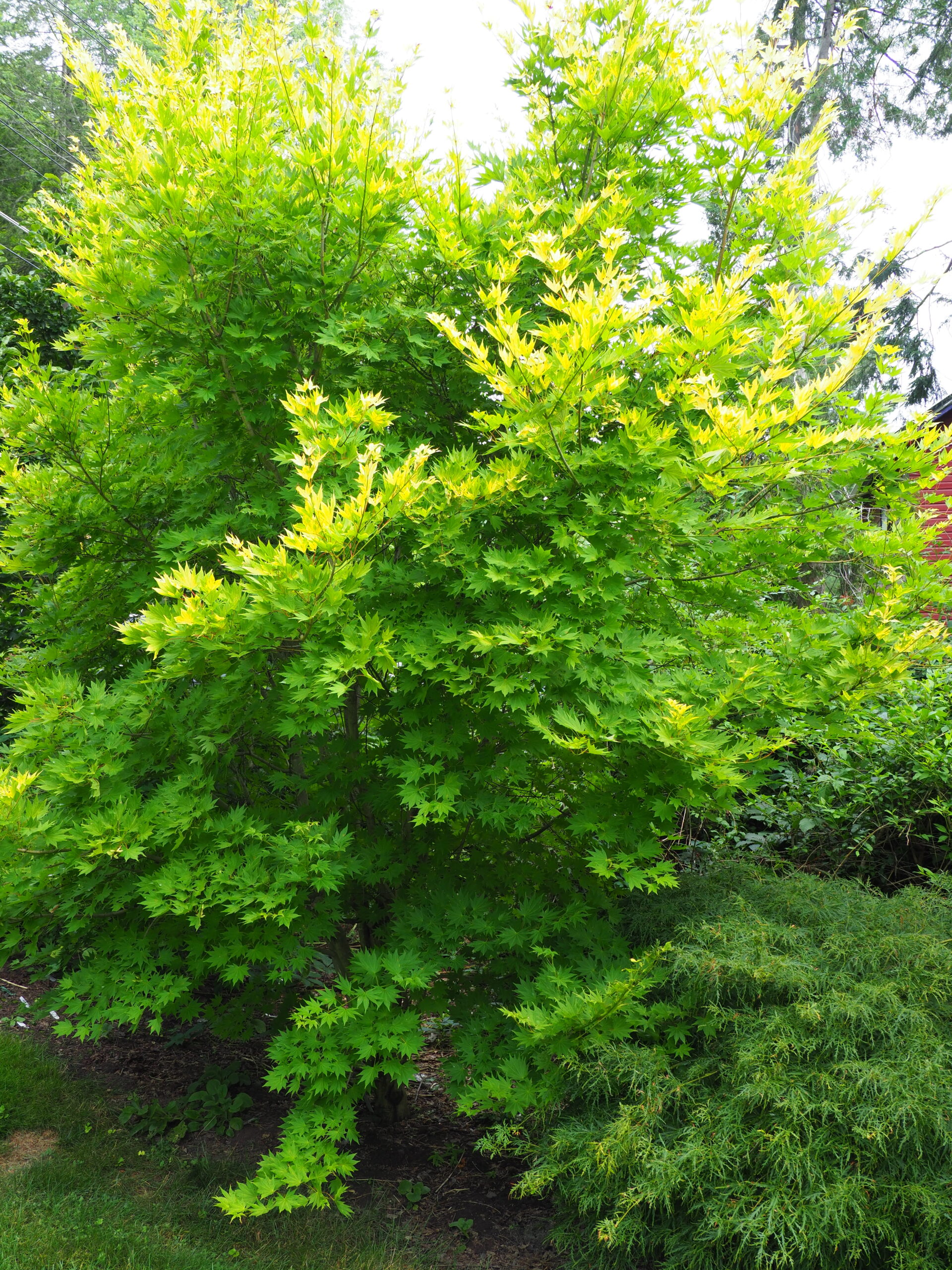 Acer shirasawanum 