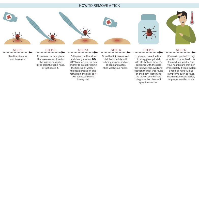 STARI Vs. Lyme Understanding The Diseases In Tick Territory 27 East
