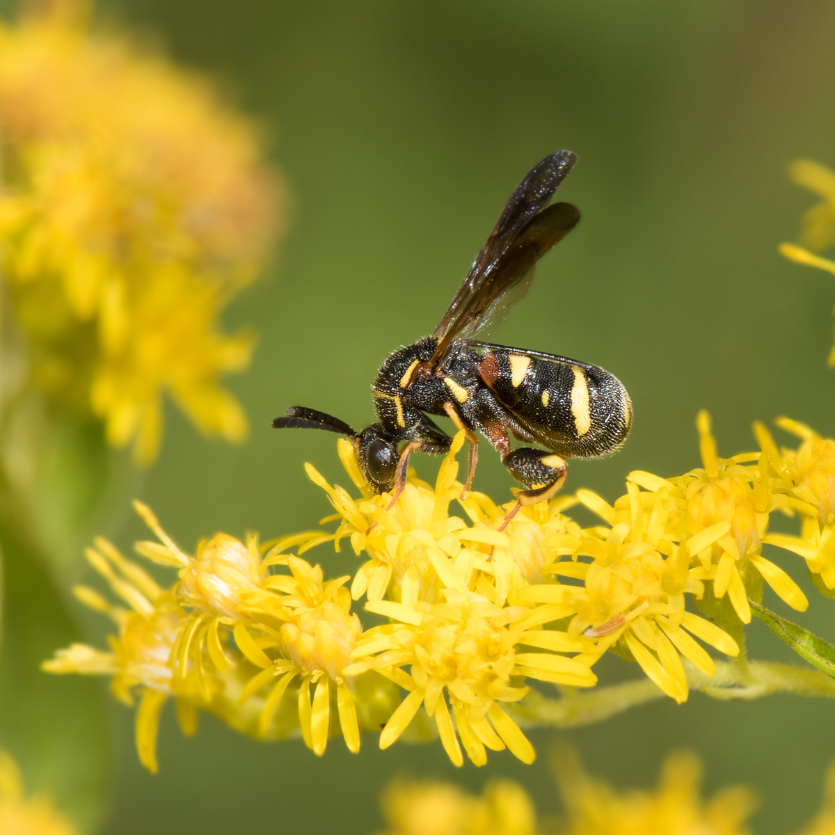 A Plea For The Planet: Native Garden Advocates Push For Plants That ...