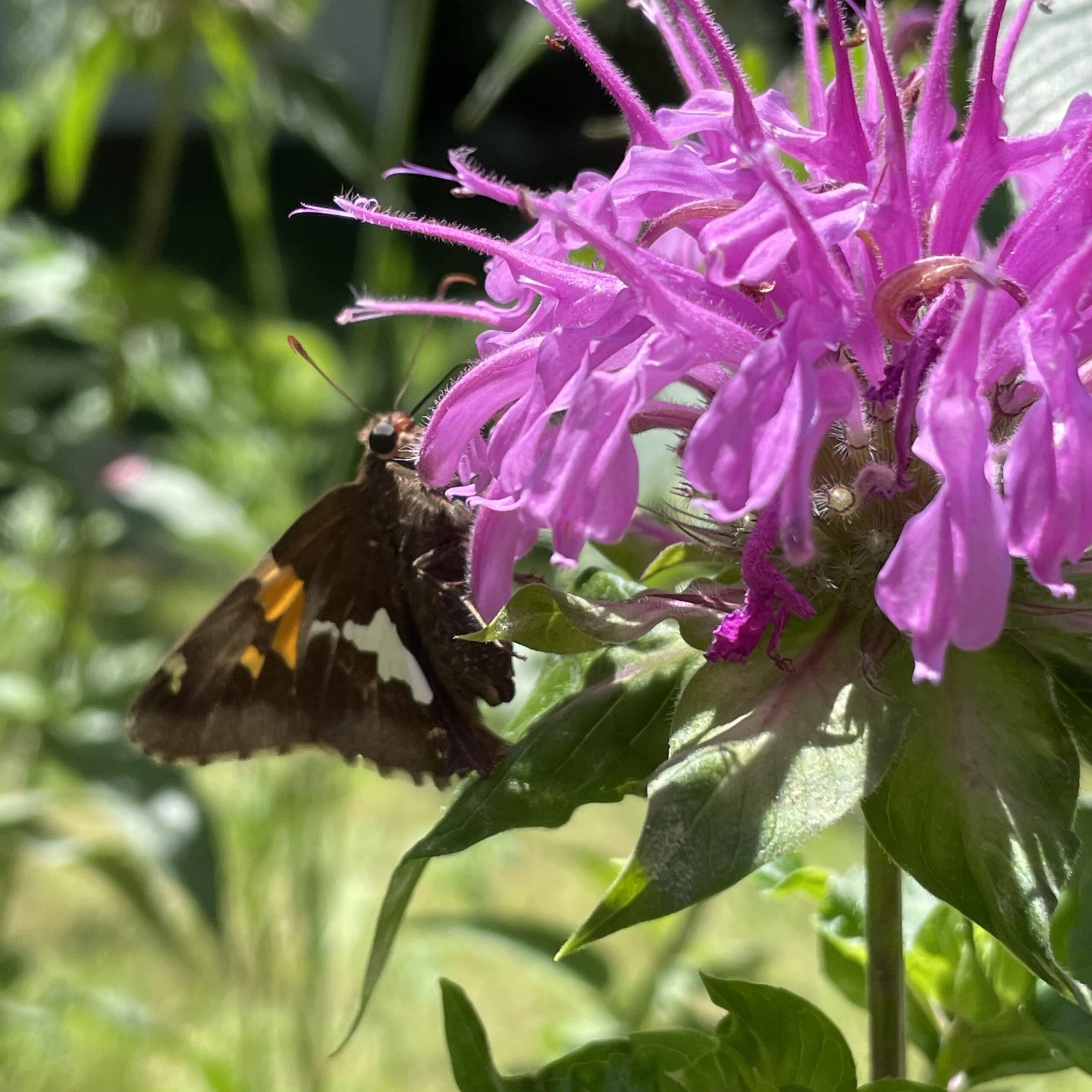 A butterfly lands on a wild bergamot in the garden of Leonard Green, co-founder of ChangeHampton.