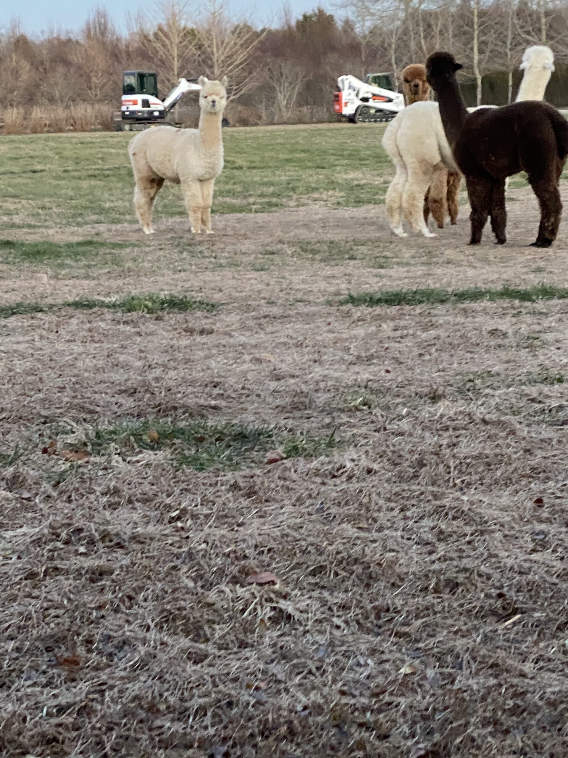 The alpacas on the reserve.