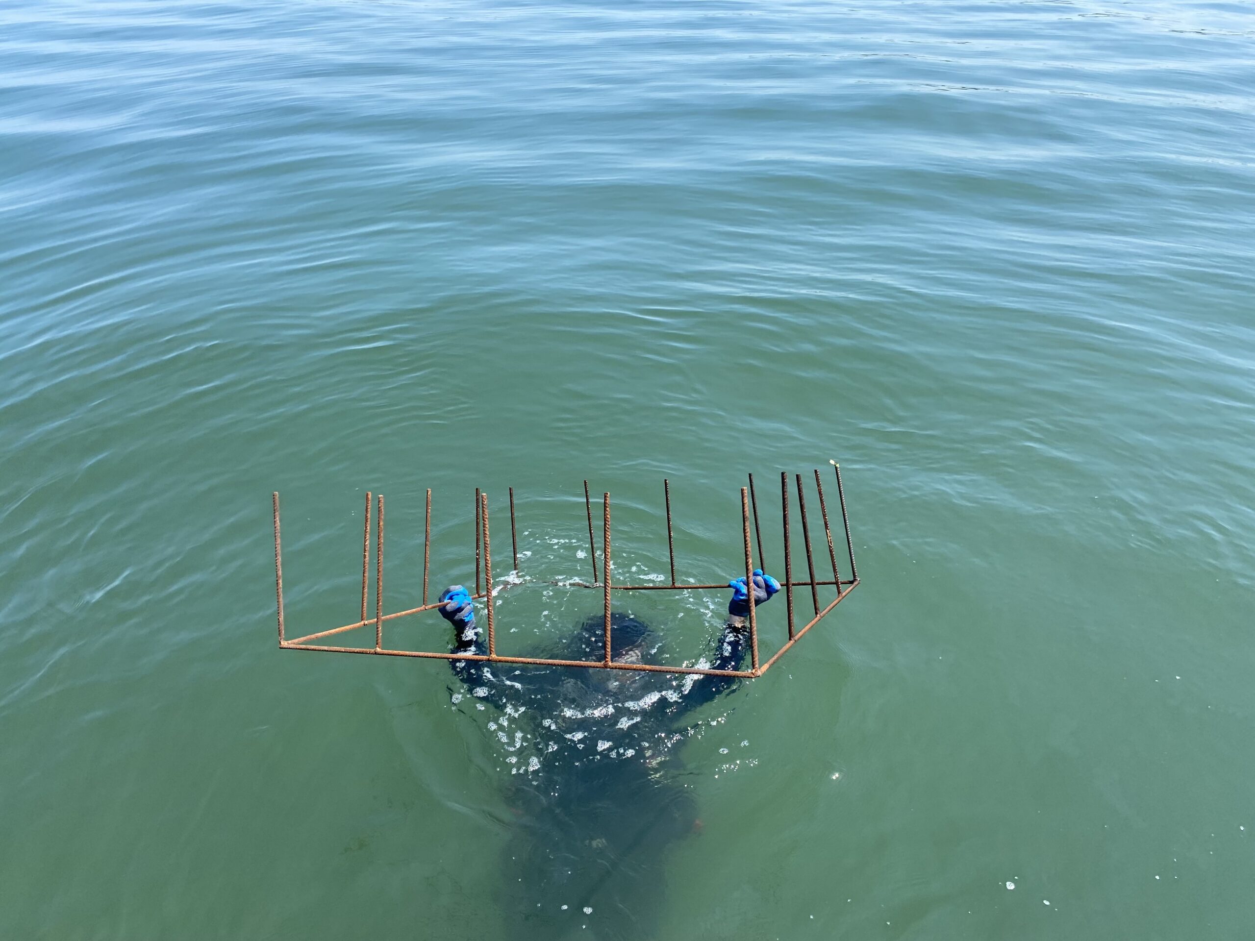 A Stony Brook University biologist raising an exclusion pen that researchers have used to try to protect scallops from being eaten by cow nose rays, in order to gauge how much of an impact the voracious species may be having on scallop populations.