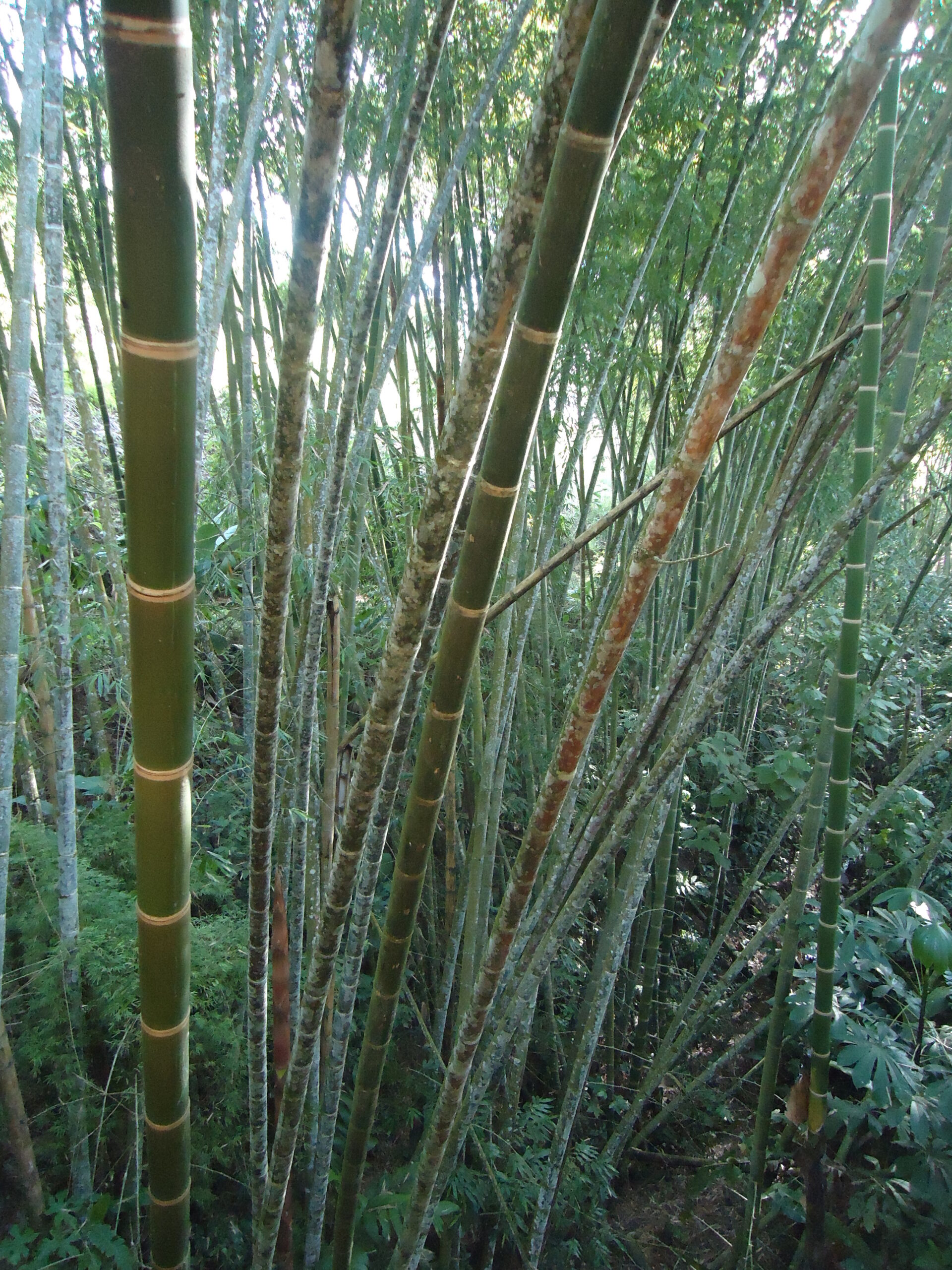 The speed at which bamboo grows, the height it can reach (over 90 feet), its extensive root system and its ability to regenerate quickly after harvest add up to large amounts of carbon storage above and below ground. JENNY NOBLE