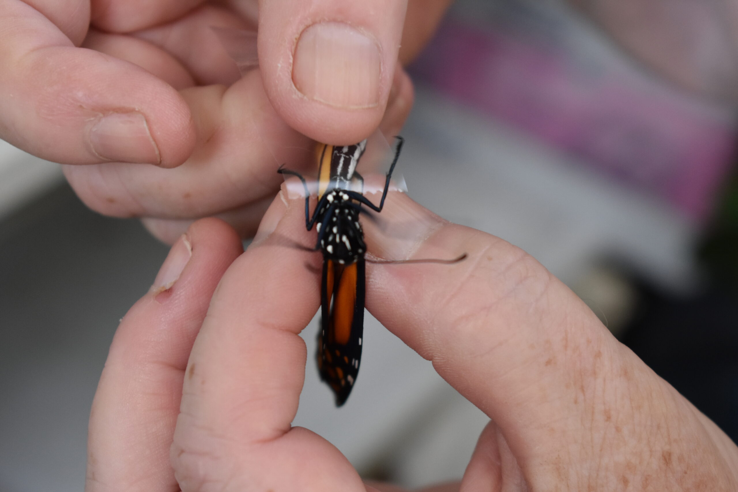 Mary Vienneau tests a newly emerged monarch butterfly for OE spores. BRENDAN J. O'REILLY