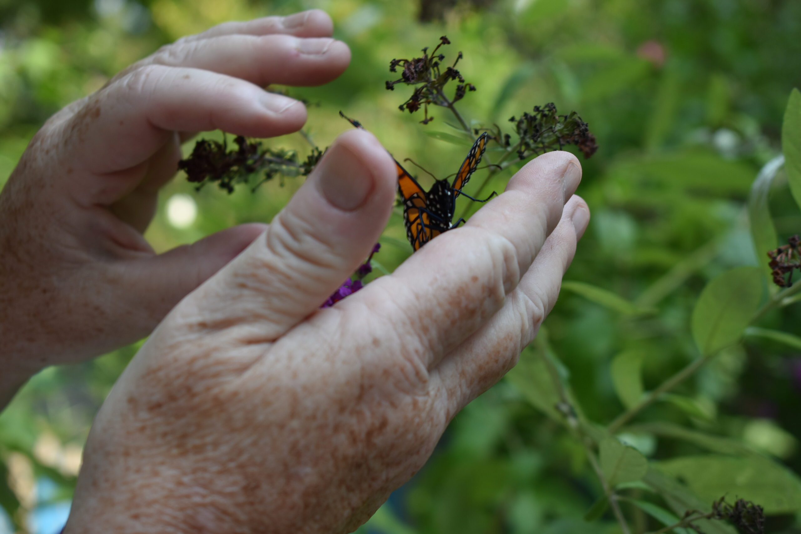 Mary Vienneau releases a monarch butterfly she raised. BRENDAN J. O'REILLY