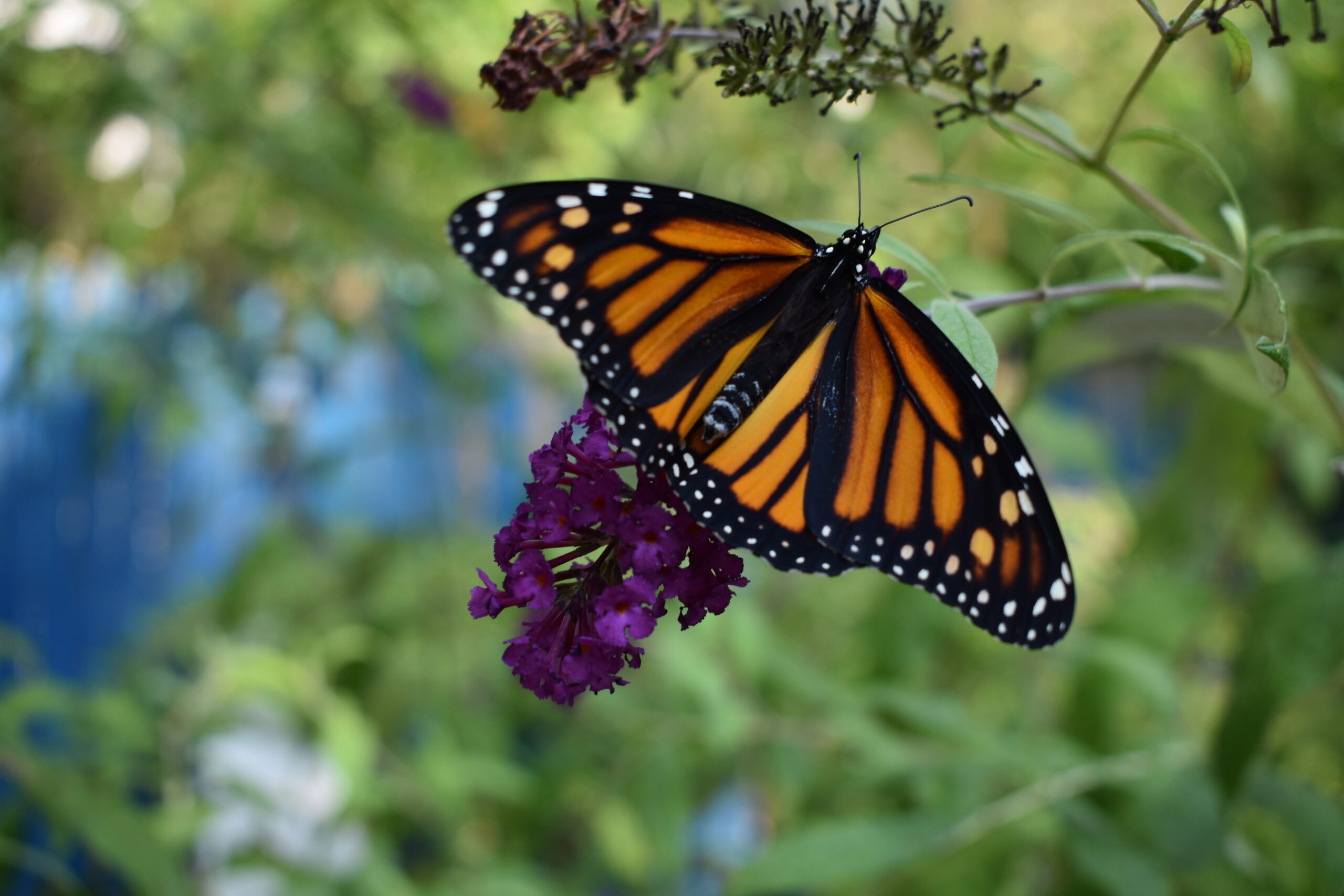 A monarch released in Mary Vienneau's garden. BRENDAN J. O'REILLY