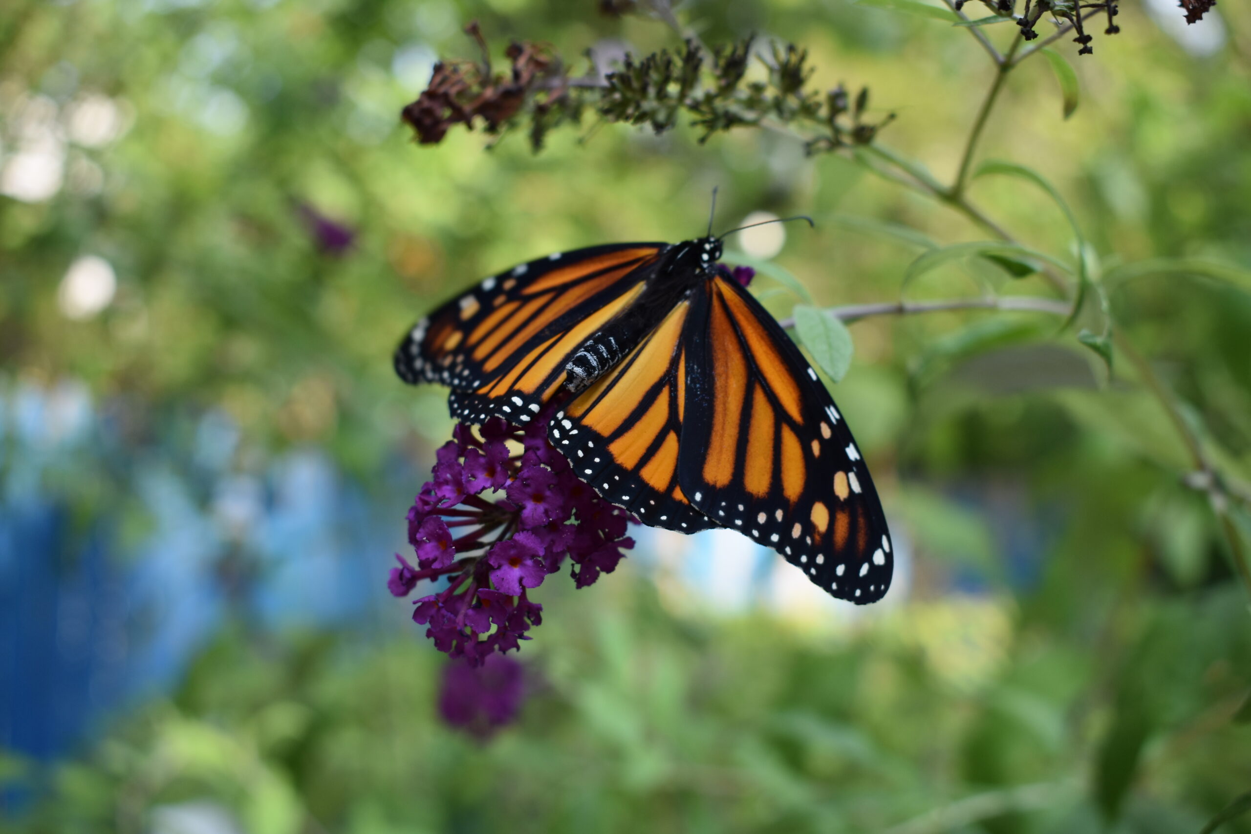 A monarch released in Mary Vienneau's garden. BRENDAN J. O'REILLY