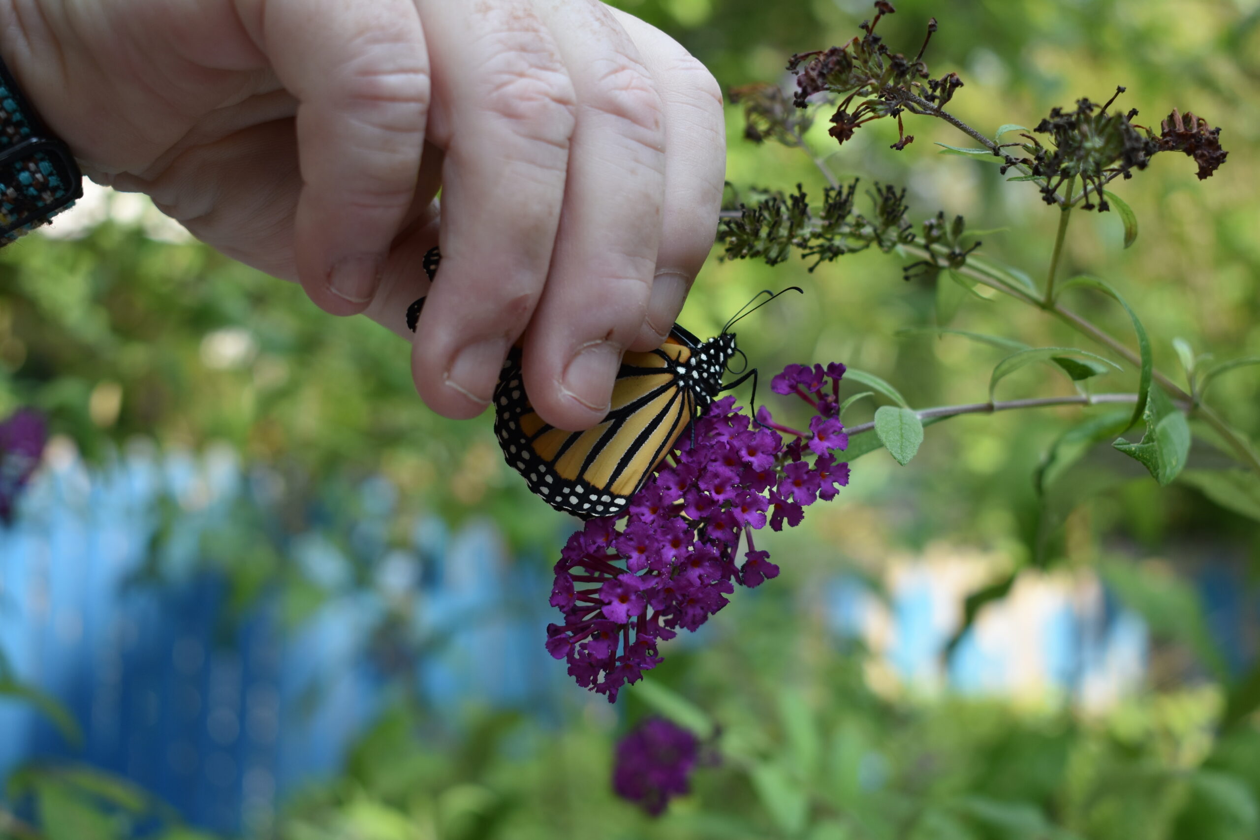 Mary Vienneau releases a monarch butterfly she raised.  BRENDAN J. O'REILLY