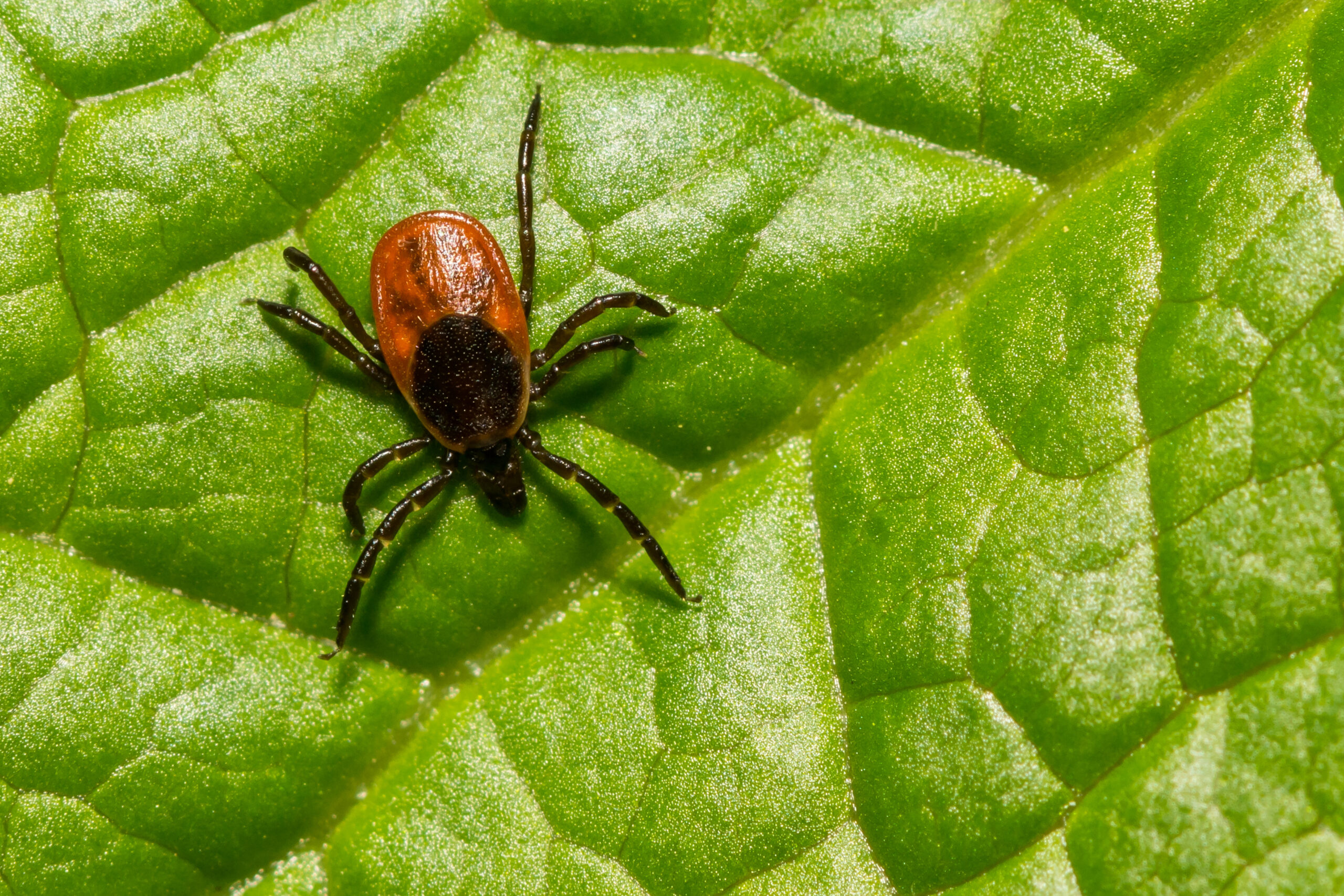 If they are large enough for the naked eye to see, adult blacklegged ticks and lone star ticks have distinctive features. The adult female lone star tick is one of the most recognizable, with the trademark white dot on their backs, while adult blacklegged ticks have reddish-brown bodies and a black shield on their backs.