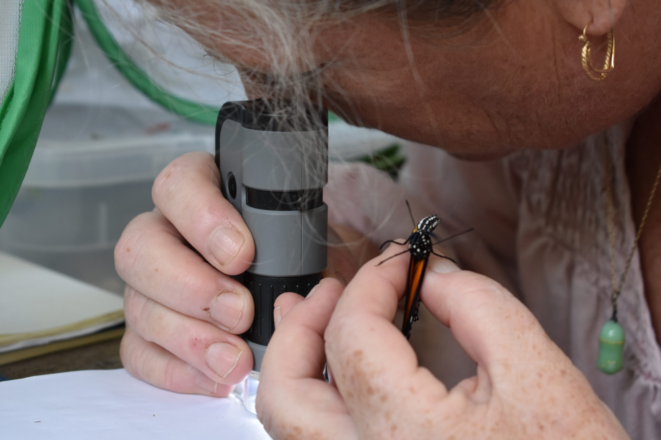Mary Vienneau tests a newly emerged monarch butterfly for OE spores.  BRENDAN J. O'REILLY