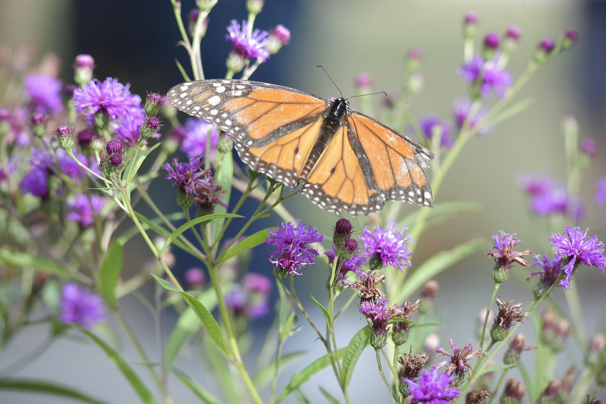 A monarch butterfly in the garden.  DANA SHAW