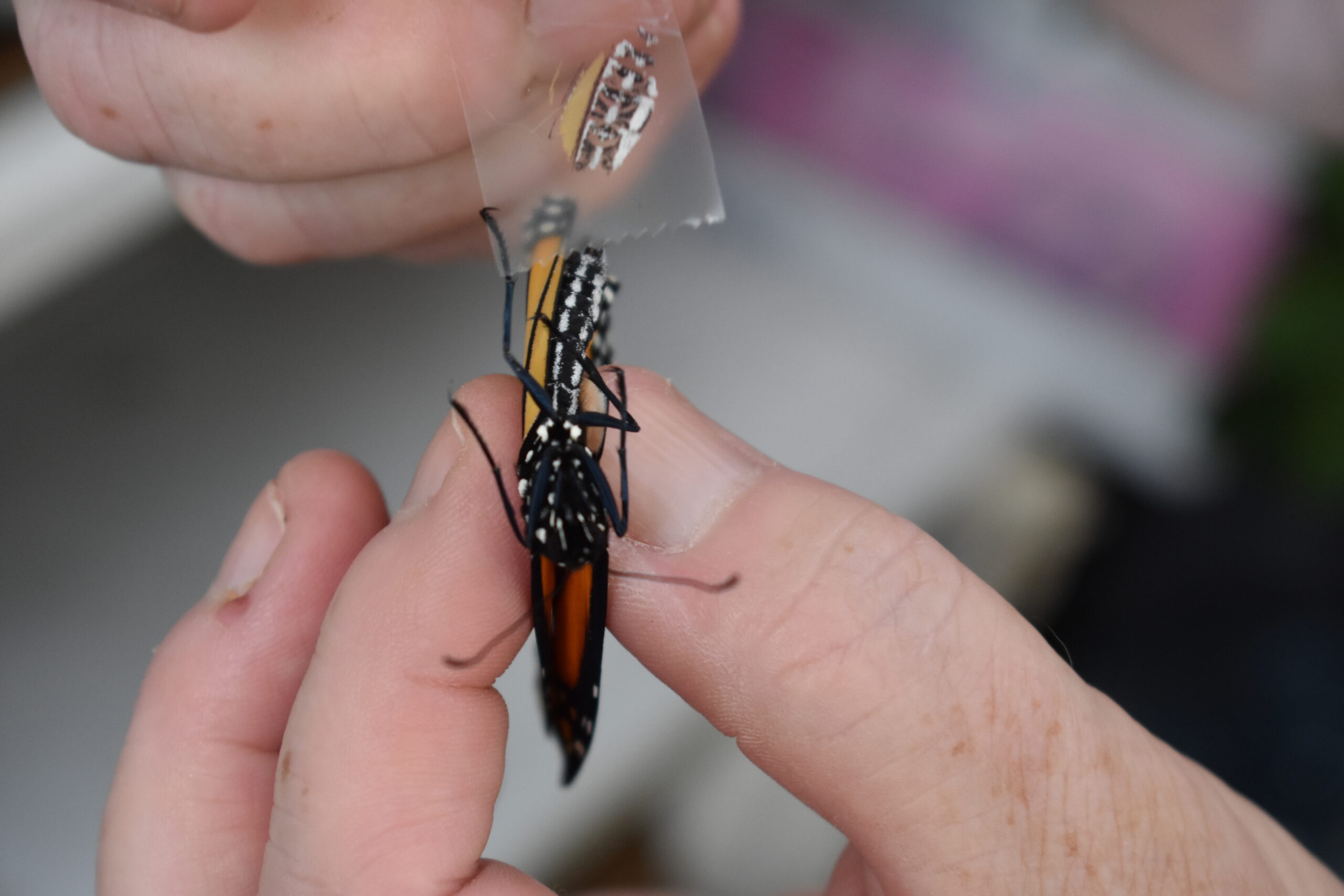 Mary Vienneau tests a newly emerged monarch butterfly for OE spores.  BRENDAN J. O'REILLY