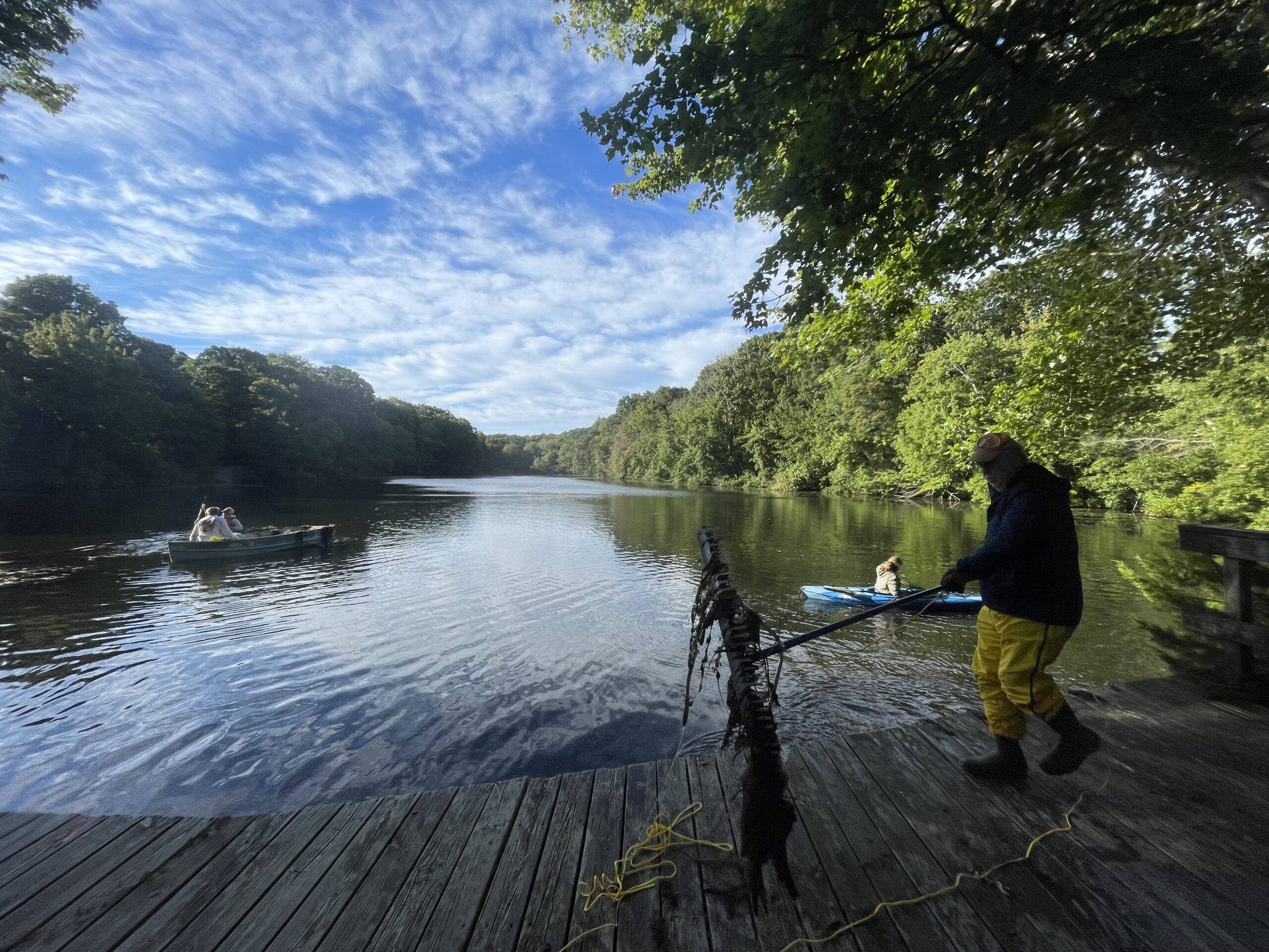 Volunteers cleaned invasive species out of Trout Pond last weekend.    DIANE HEWETT