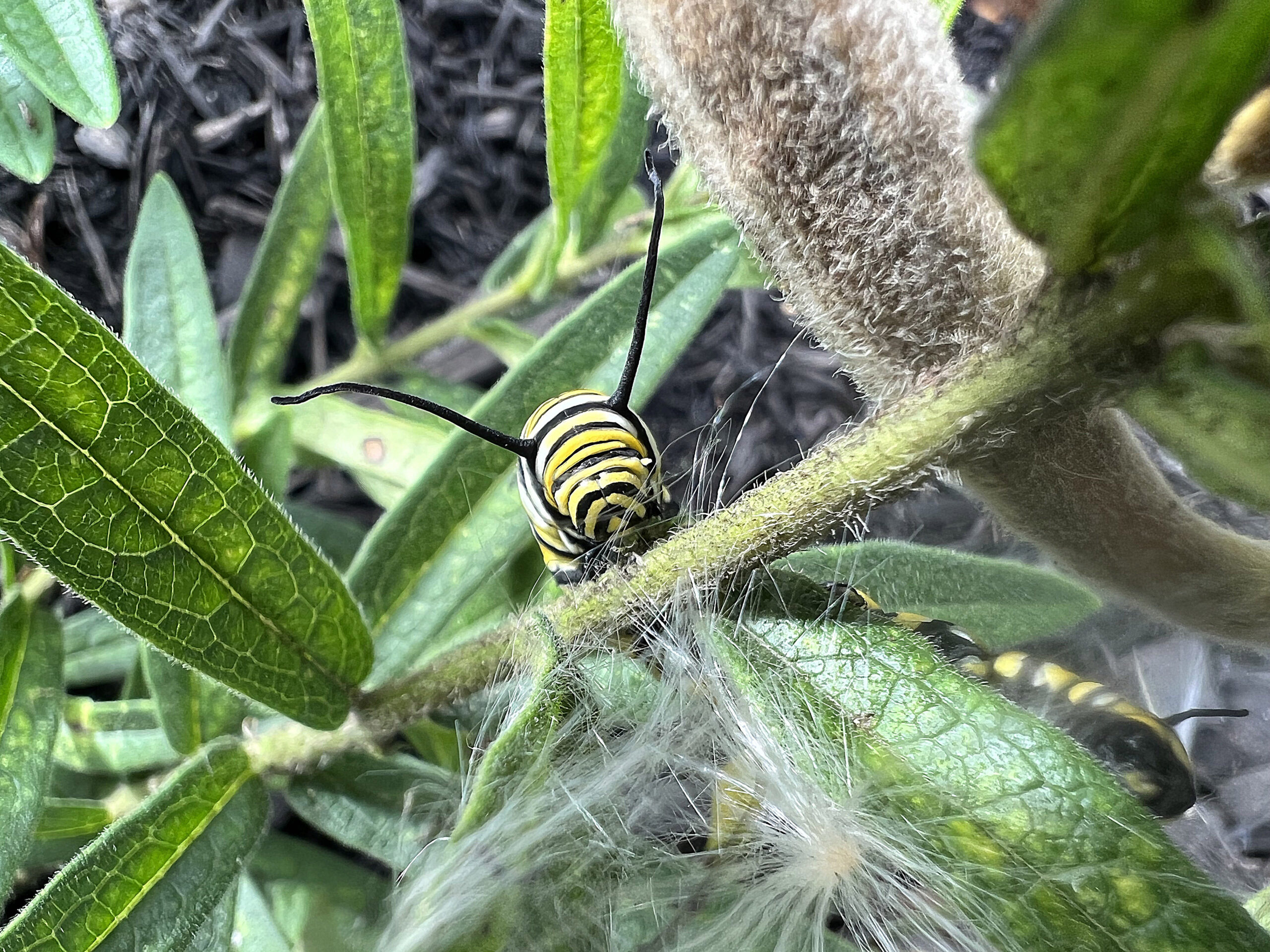 A monarch butterfly caterpillar is already making use of the garden.  DANA SHAW