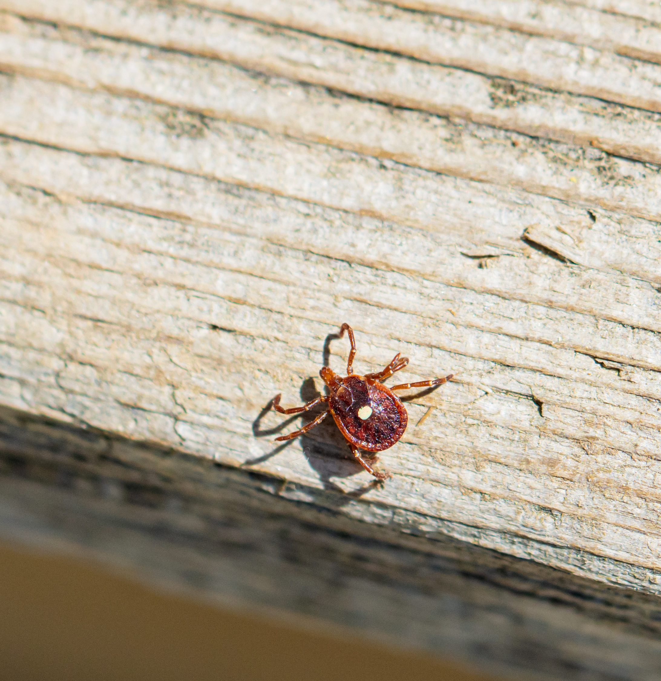 If they are large enough for the naked eye to see, adult blacklegged ticks and lone star ticks have distinctive features. The adult female lone star tick is one of the most recognizable, with the trademark white dot on their backs, while adult blacklegged ticks have reddish-brown bodies and a black shield on their backs.